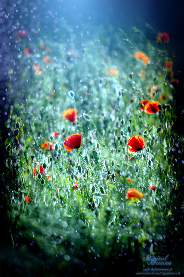 Pentax smc DA 55-300mm F4.0-5.8 ED sample photo. Poppies photography