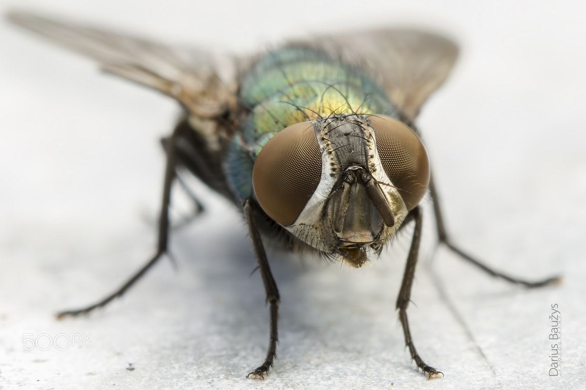 Sigma 150mm F2.8 EX DG OS Macro HSM sample photo. Big-eyed ... photography