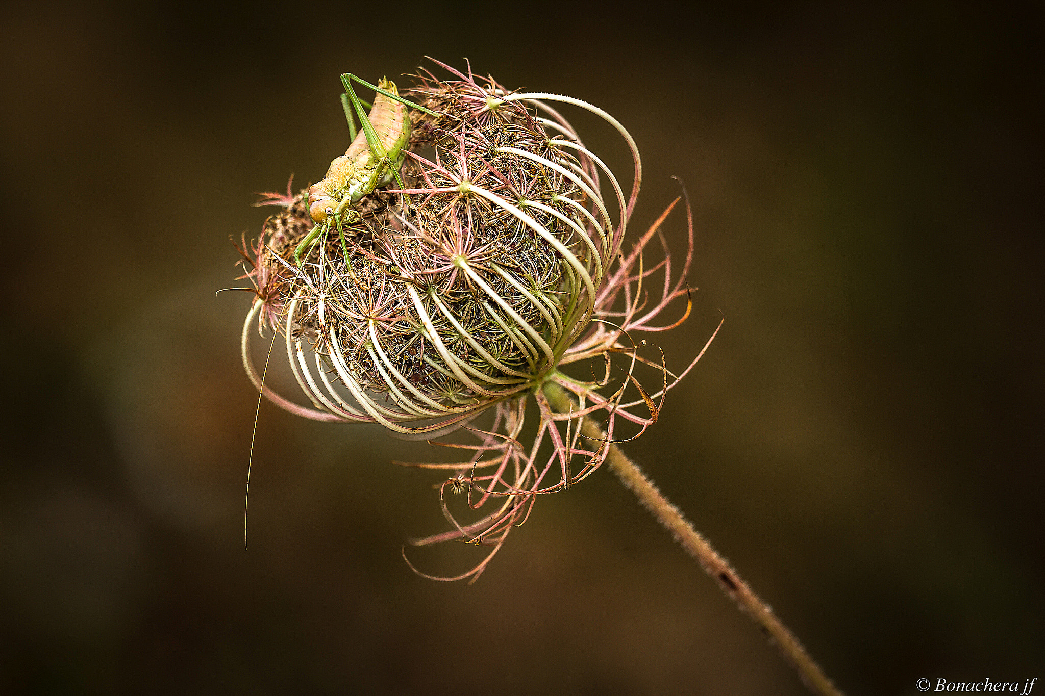 Sigma 150mm f/2.8 EX DG OS HSM APO Macro sample photo. Super grasshoper photography