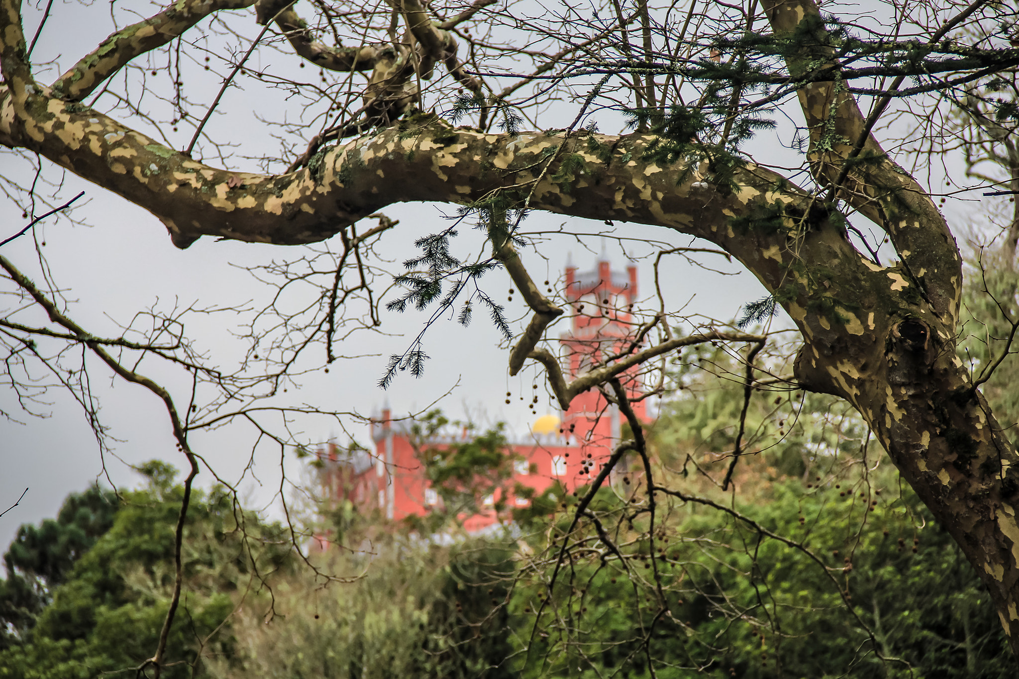 Canon EOS 550D (EOS Rebel T2i / EOS Kiss X4) + Canon EF-S 18-135mm F3.5-5.6 IS sample photo. Pena national palace, sintra / portugal photography