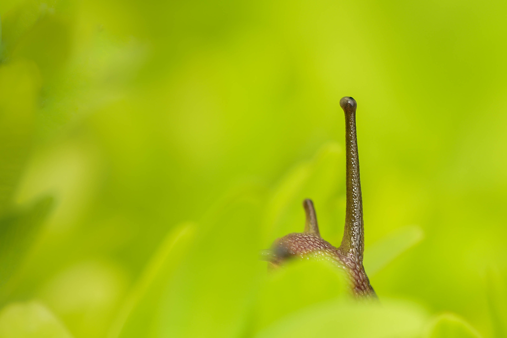 Sigma 150mm F2.8 EX DG Macro HSM sample photo. I'm no submarine! photography