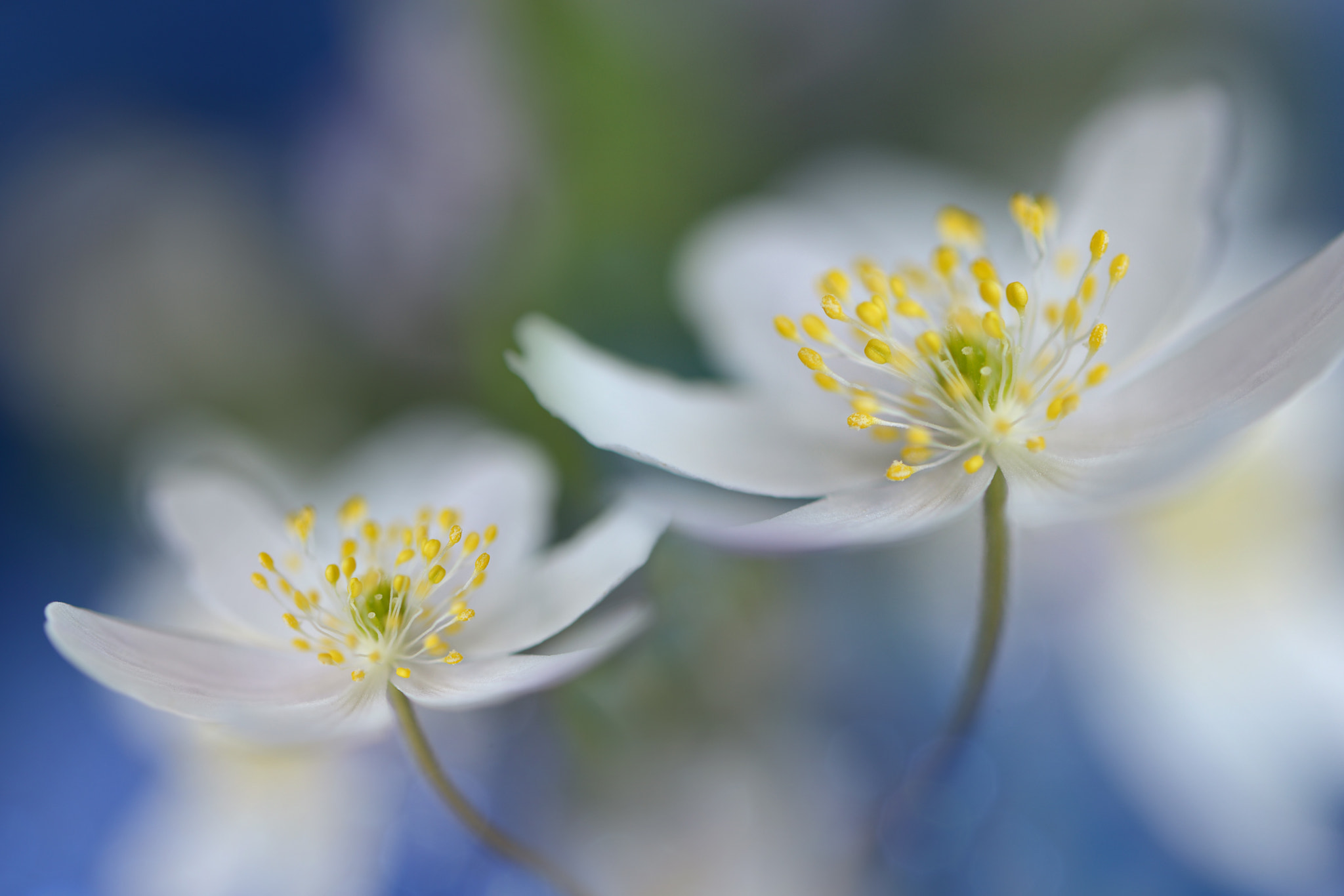 Nikon AF-S Micro-Nikkor 60mm F2.8G ED sample photo. White beauties photography