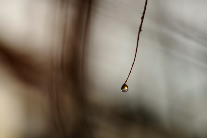 Pentax K-5 II sample photo. Dewdrop photography