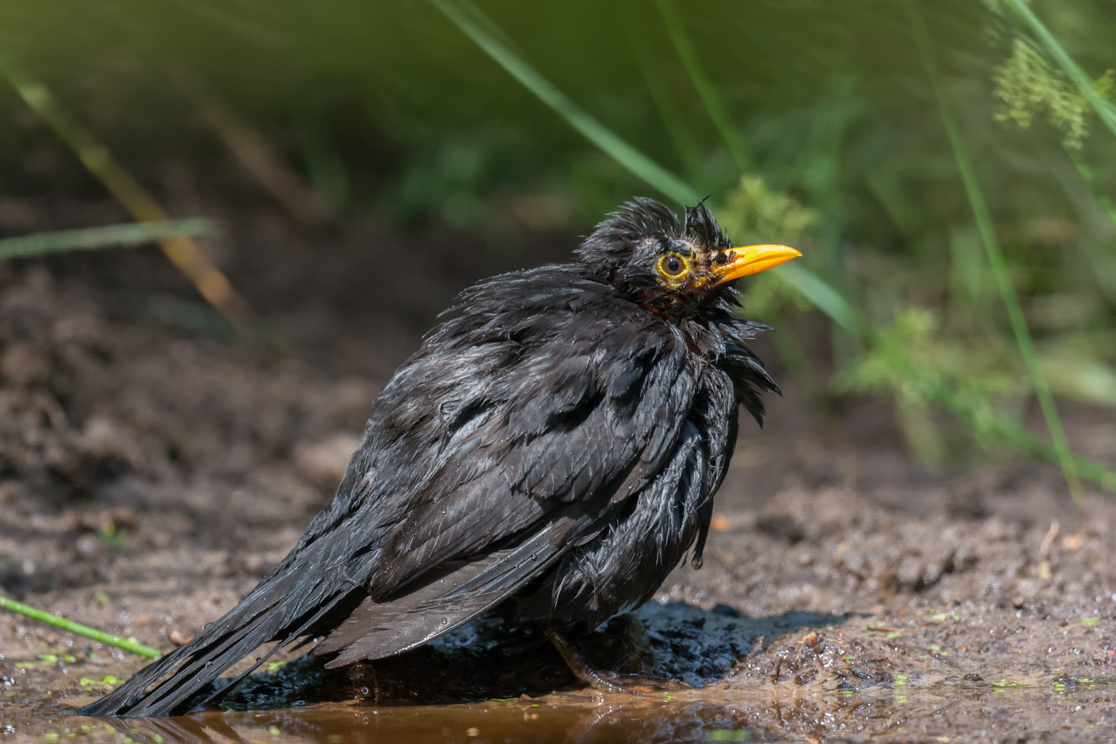 Nikon D7100 + Nikon AF-S Nikkor 500mm F4G ED VR sample photo. Merel - blackbird photography