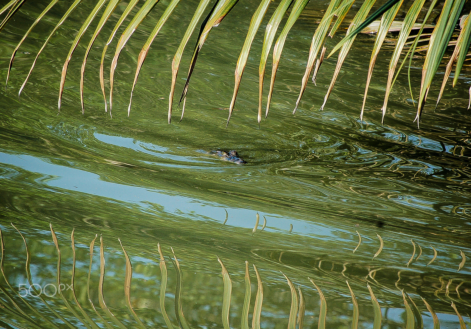 Nikon D50 sample photo. Crocodile hiding and waiting photography