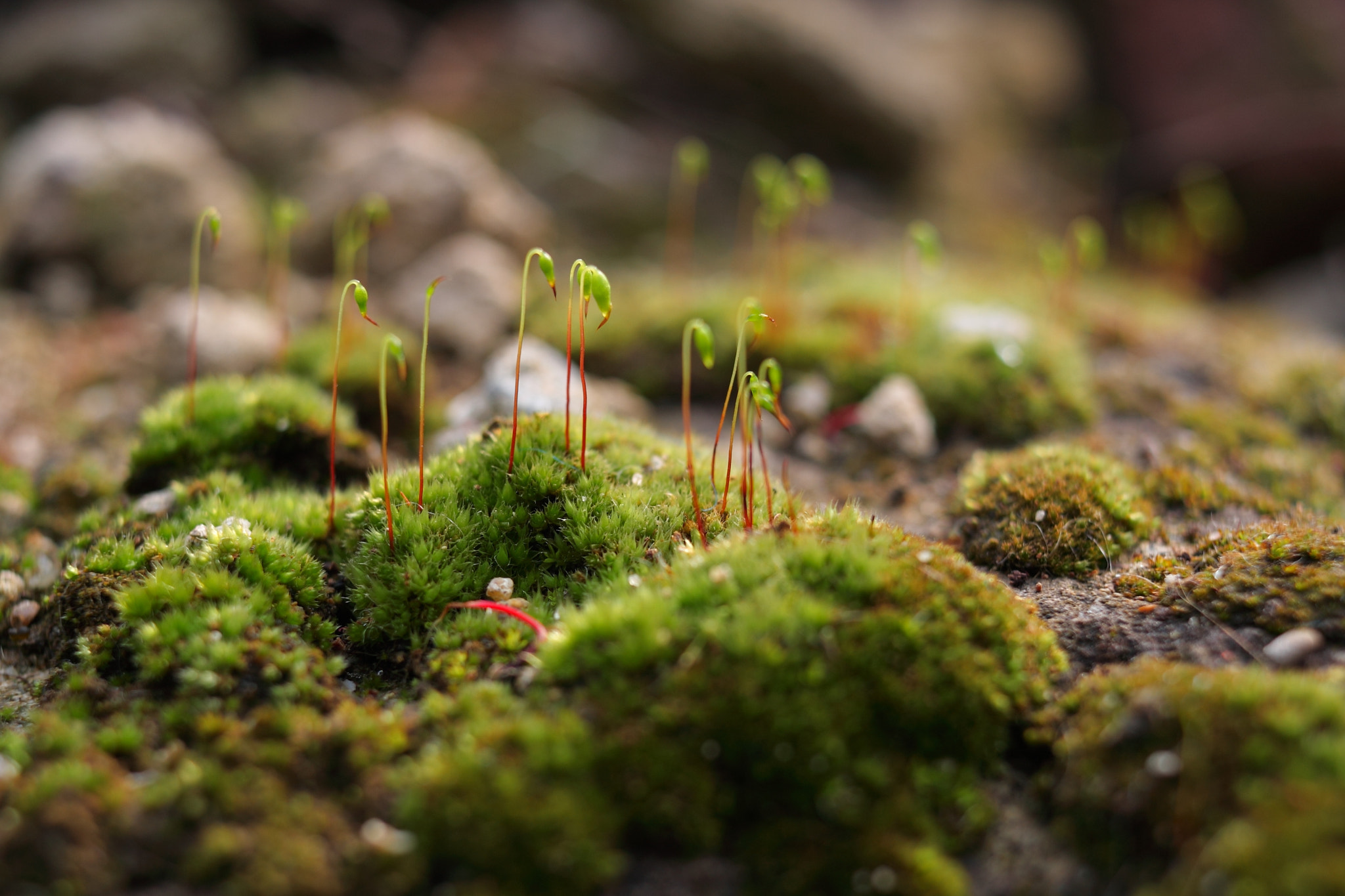 Canon EF-S 24mm F2.8 STM sample photo. Moss photography