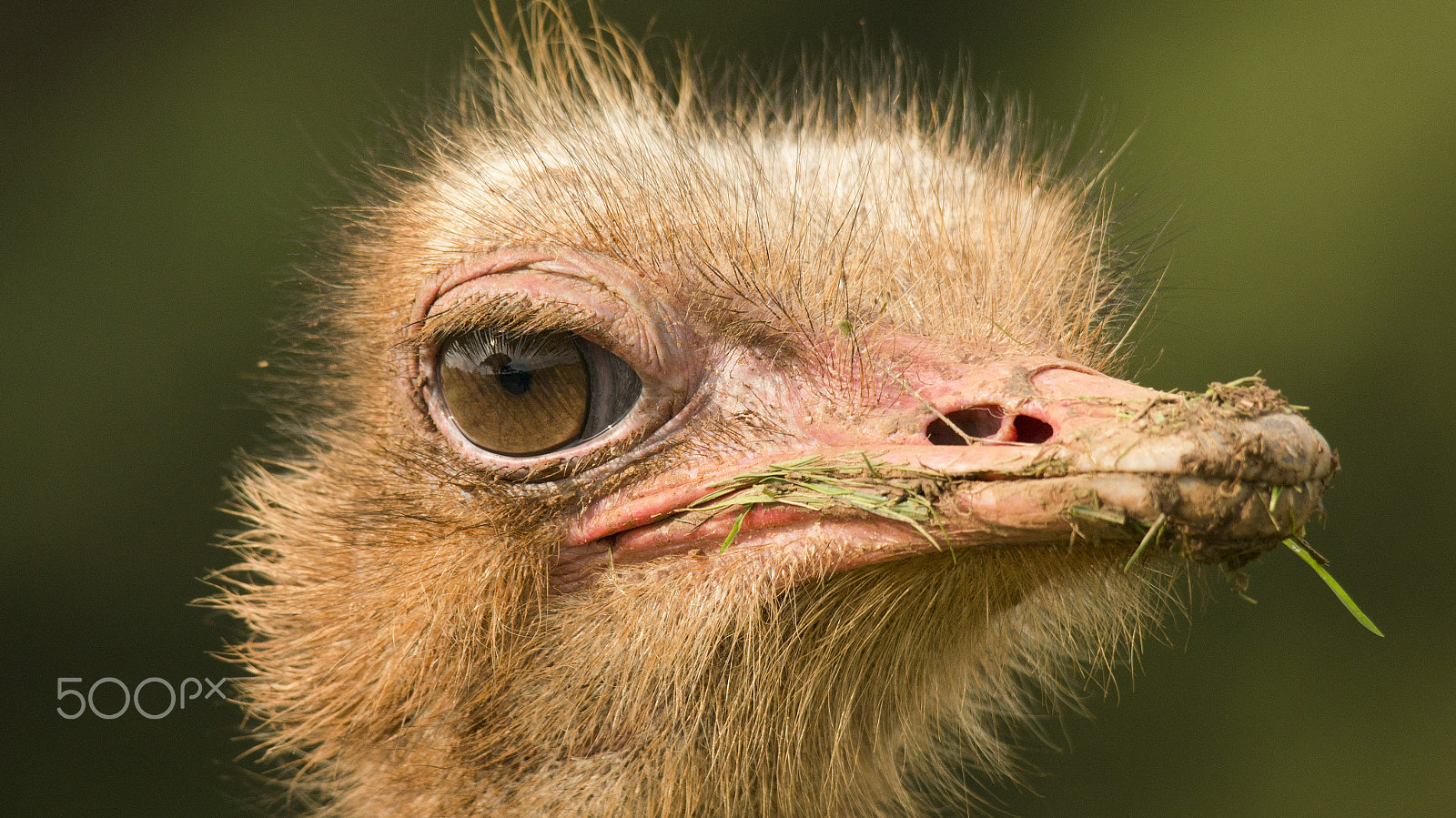 Sony SLT-A55 (SLT-A55V) + Sigma 150-500mm F5-6.3 DG OS HSM sample photo. Ostrich photography