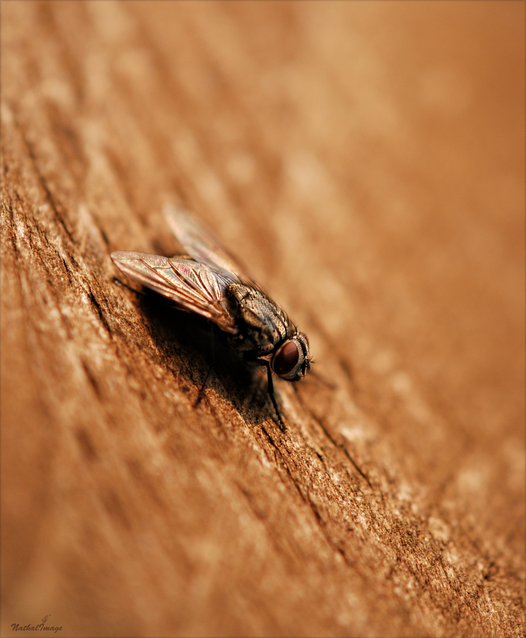 Nikon AF-S DX Micro-Nikkor 85mm F3.5G ED VR sample photo. The aviator photography