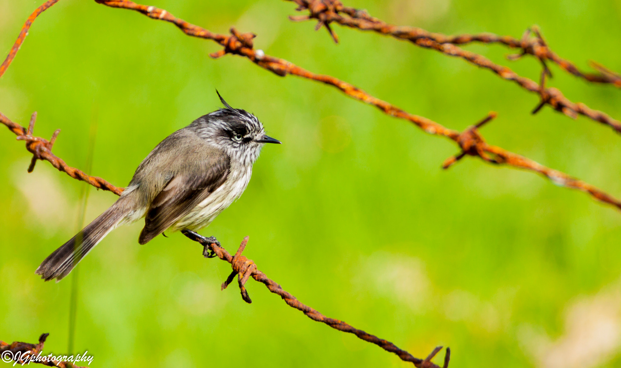 Tamron SP 150-600mm F5-6.3 Di VC USD sample photo