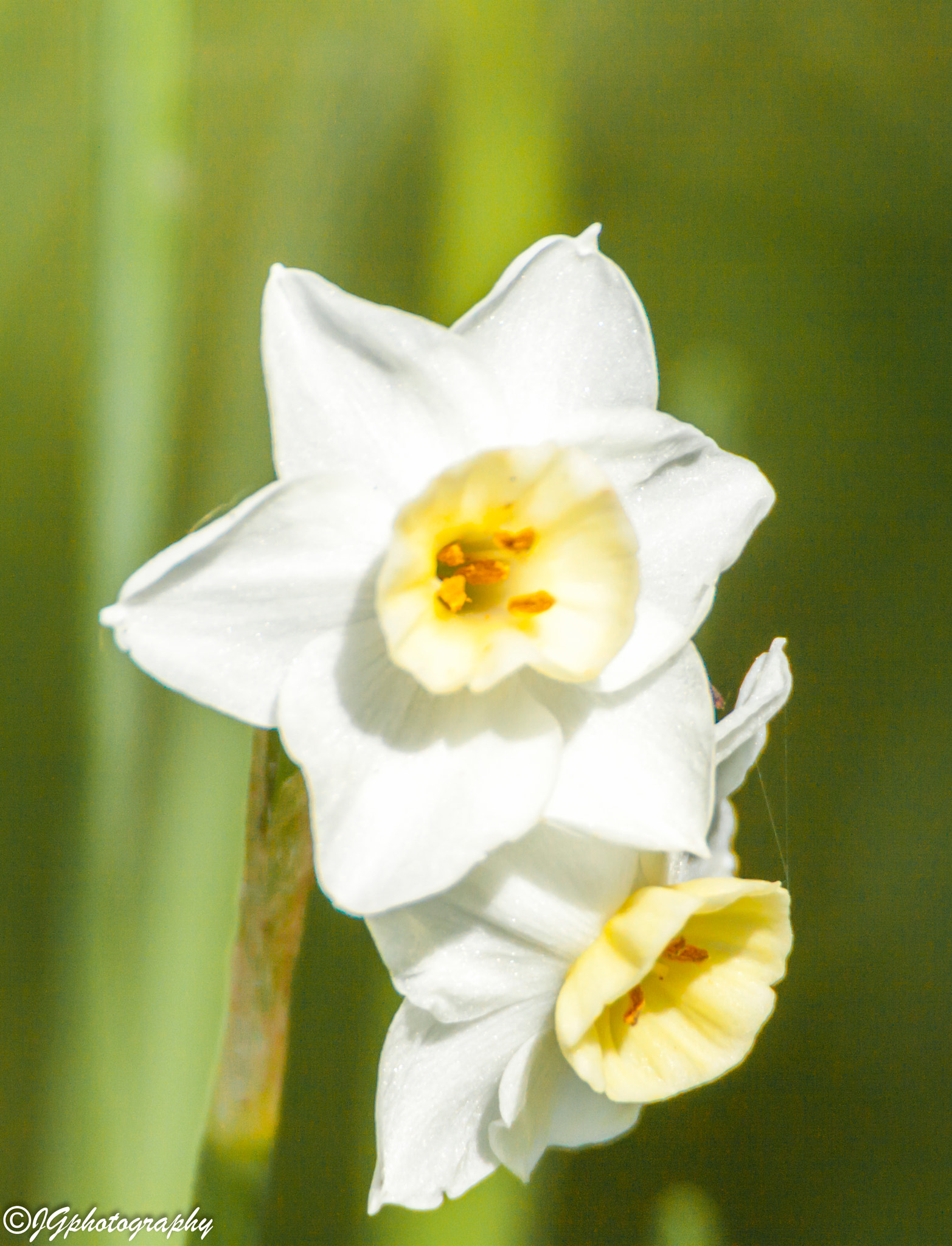 Tamron SP 150-600mm F5-6.3 Di VC USD sample photo