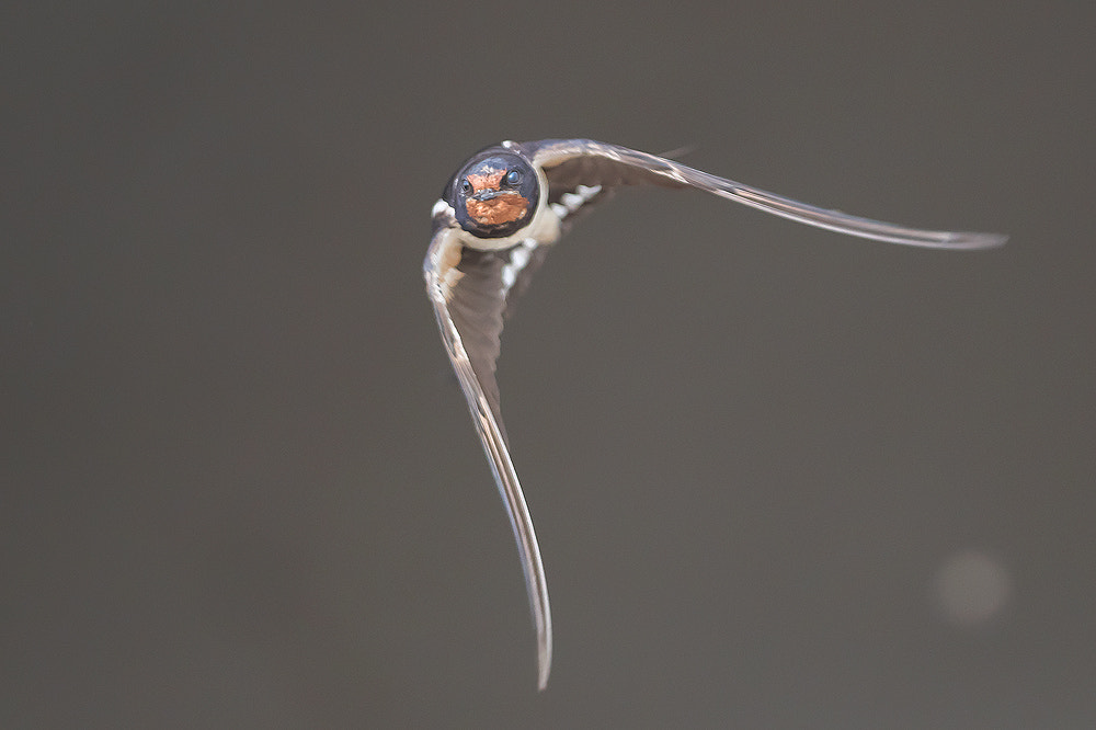 Canon EF 300mm F2.8L IS USM sample photo. One swallow... photography