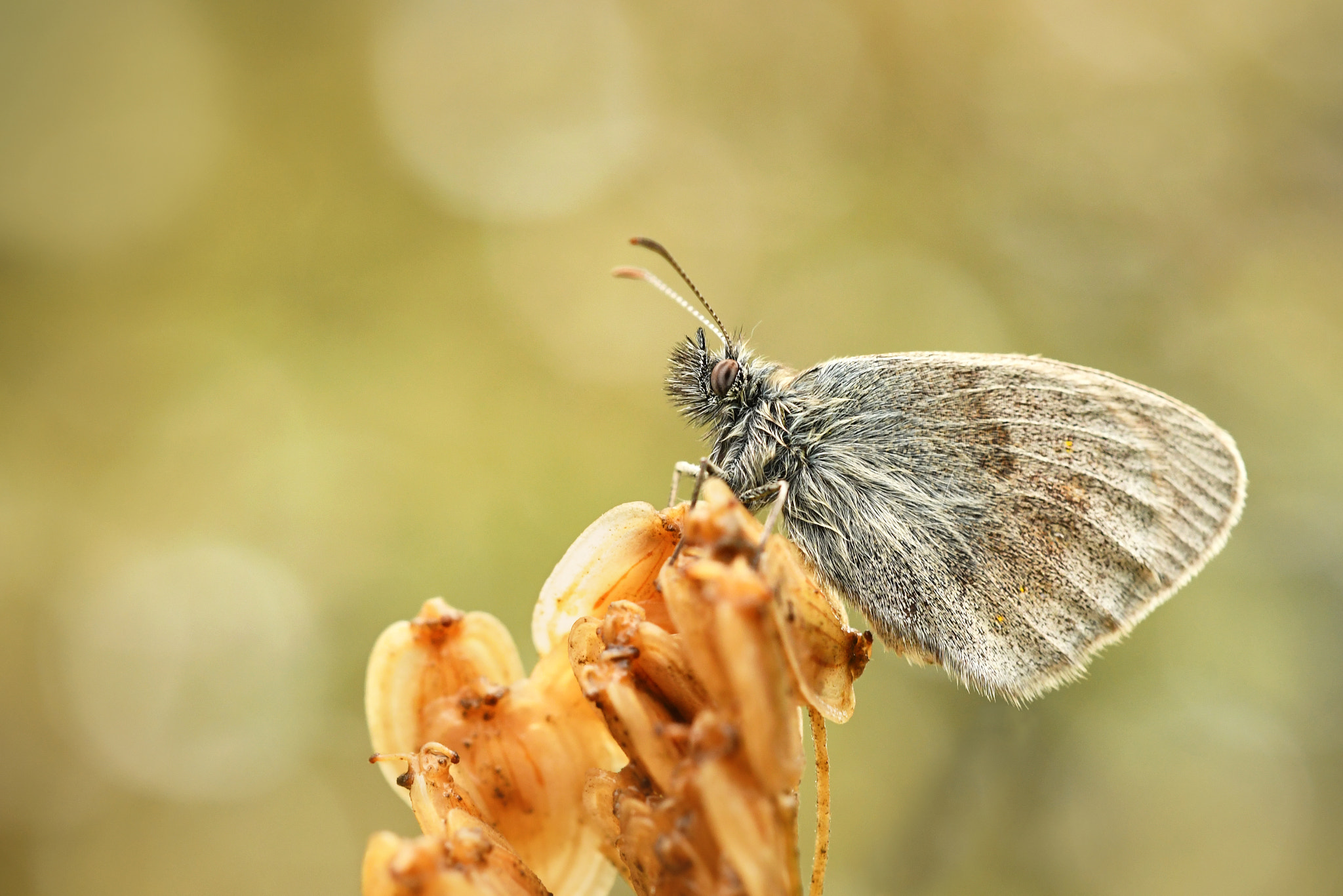 Nikon D500 + Nikon AF Nikkor 85mm F1.8D sample photo. Butterfly photography