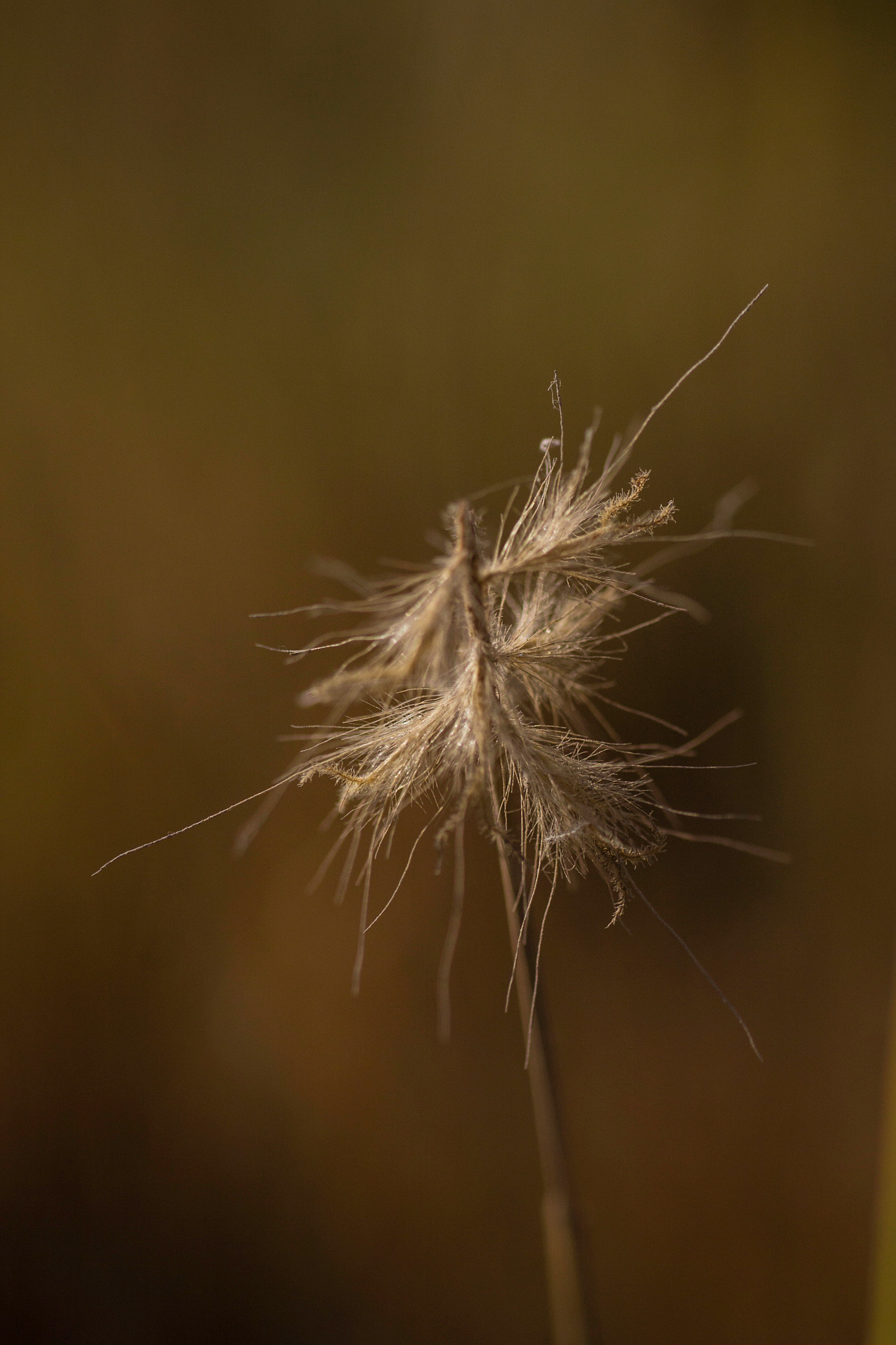 Sigma 50mm f/1.4 EX DG HSM + 1.4x sample photo. The existence of generation photography