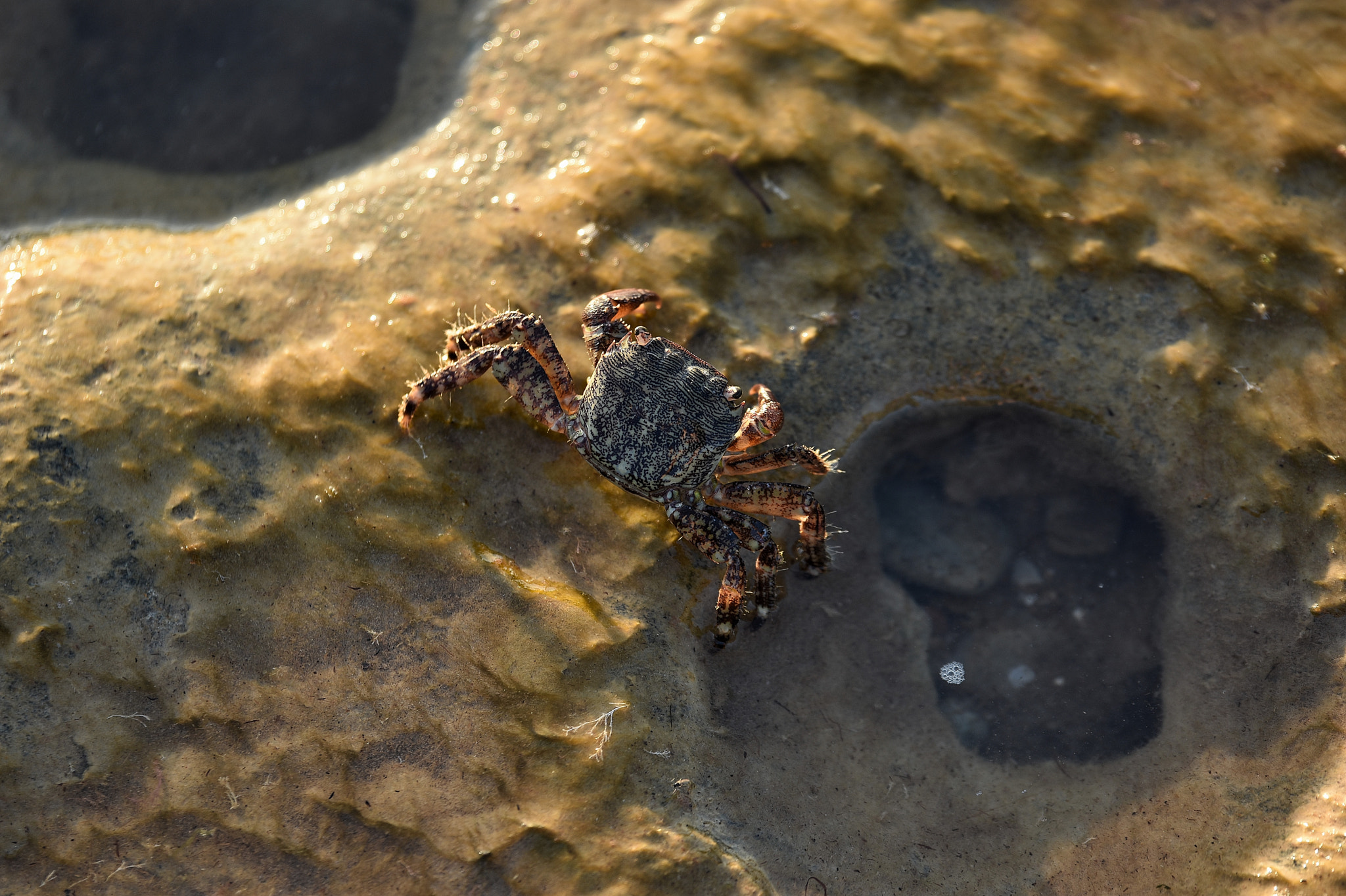Tamron SP 70-200mm F2.8 Di VC USD sample photo. Sea crab photography