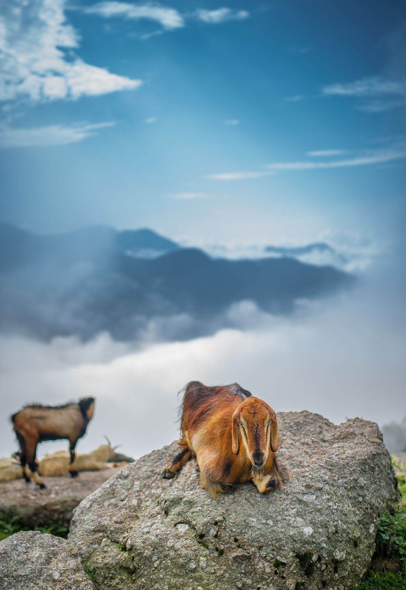 goats at triund