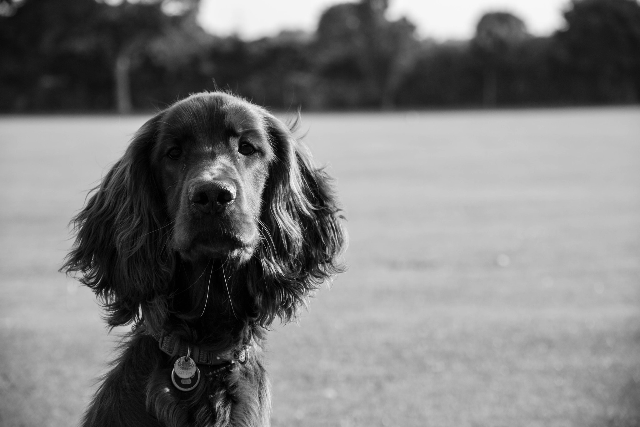 Canon EOS 500D (EOS Rebel T1i / EOS Kiss X3) sample photo. Irish setter portrait headshot photography