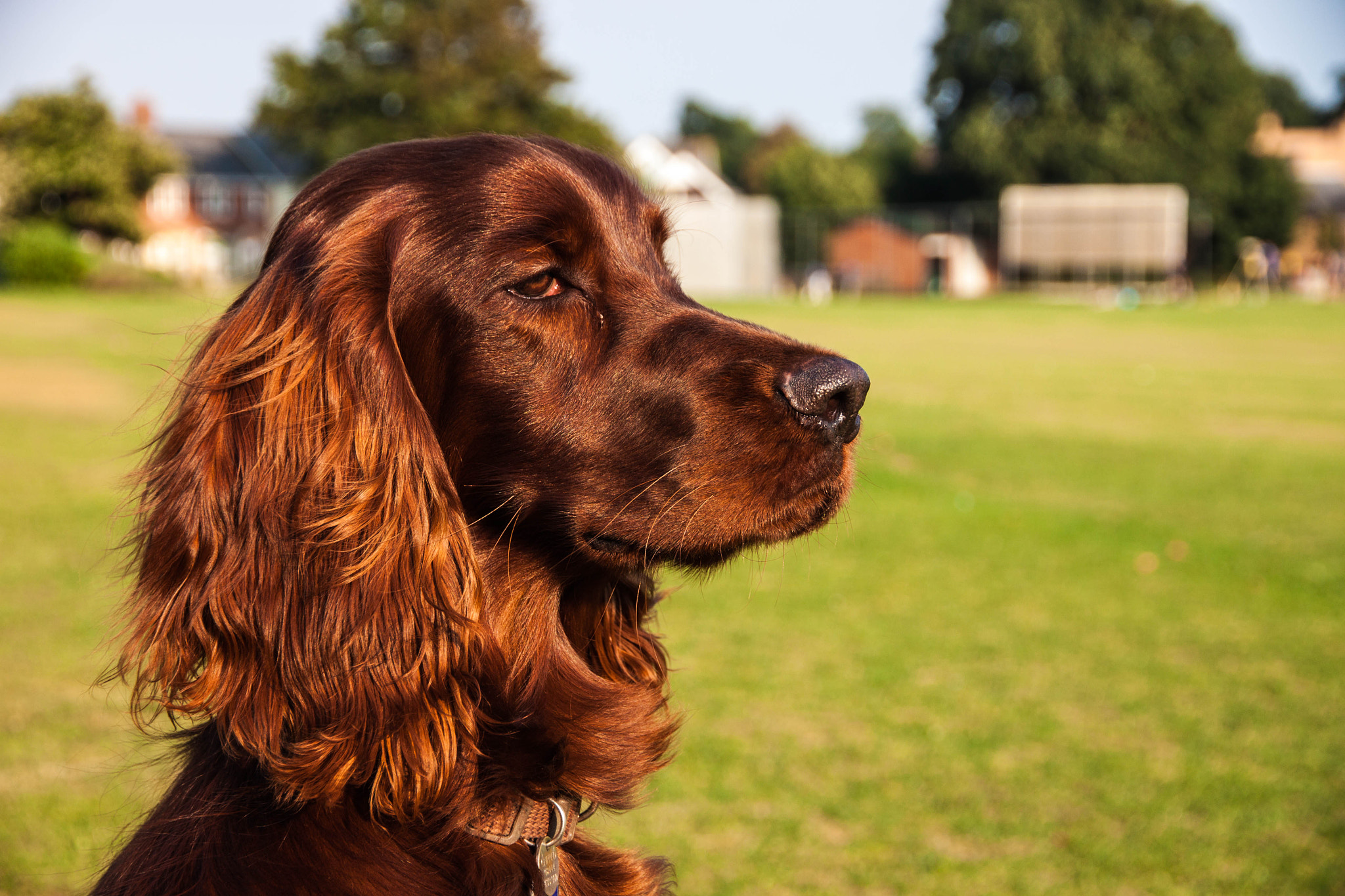 Canon EOS 500D (EOS Rebel T1i / EOS Kiss X3) + Canon EF-S 15-85mm F3.5-5.6 IS USM sample photo. Colour irish setter portrait photography