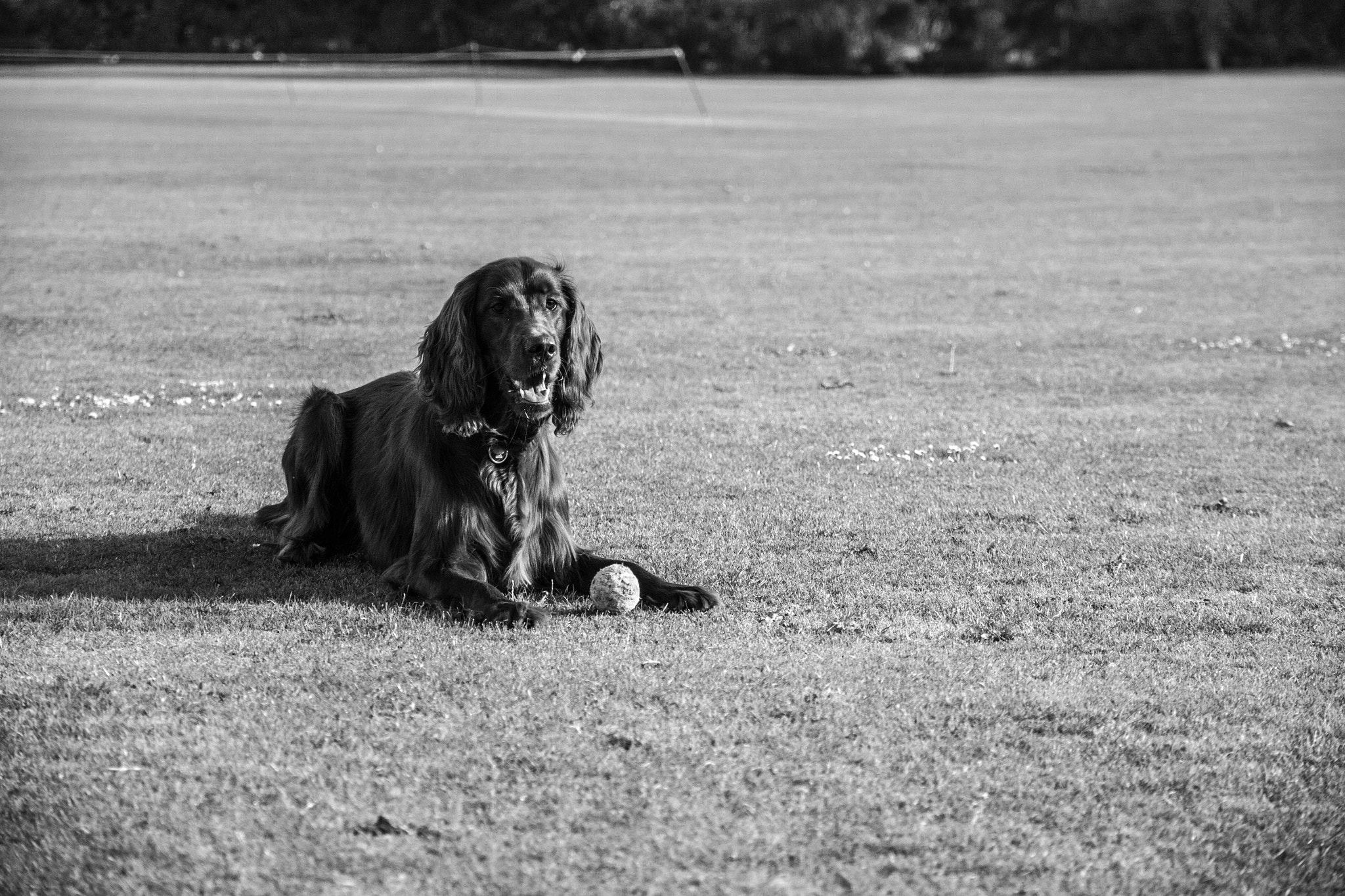 Canon EOS 500D (EOS Rebel T1i / EOS Kiss X3) + Canon EF-S 15-85mm F3.5-5.6 IS USM sample photo. Portrait of an irish setter and his ball photography