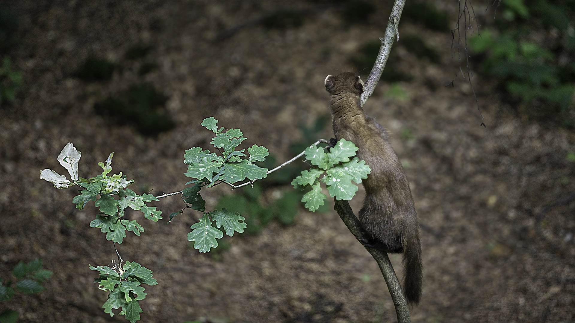 Baummarder