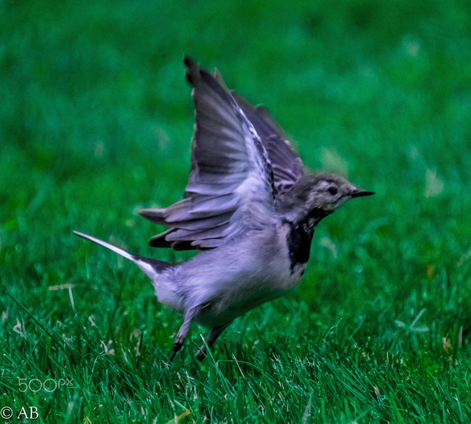Fujifilm XF 100-400mm F4.5-5.6 R LM OIS WR sample photo. White wagtail photography