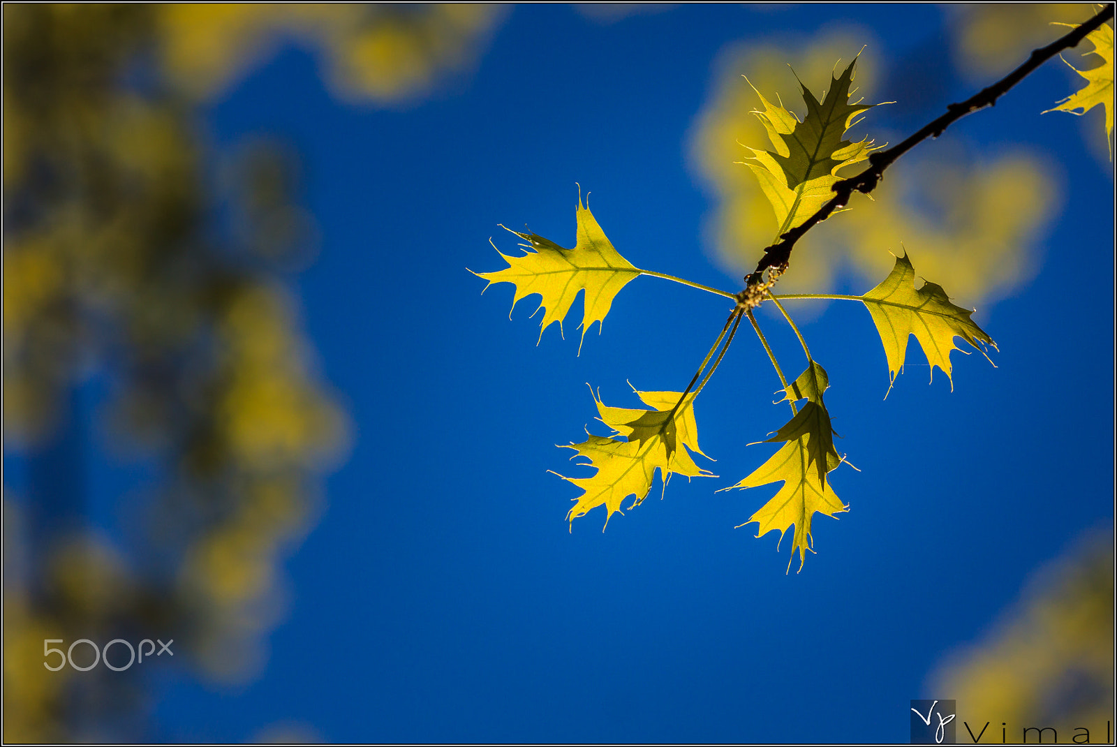 Canon EOS 500D (EOS Rebel T1i / EOS Kiss X3) sample photo. Spring.... photography