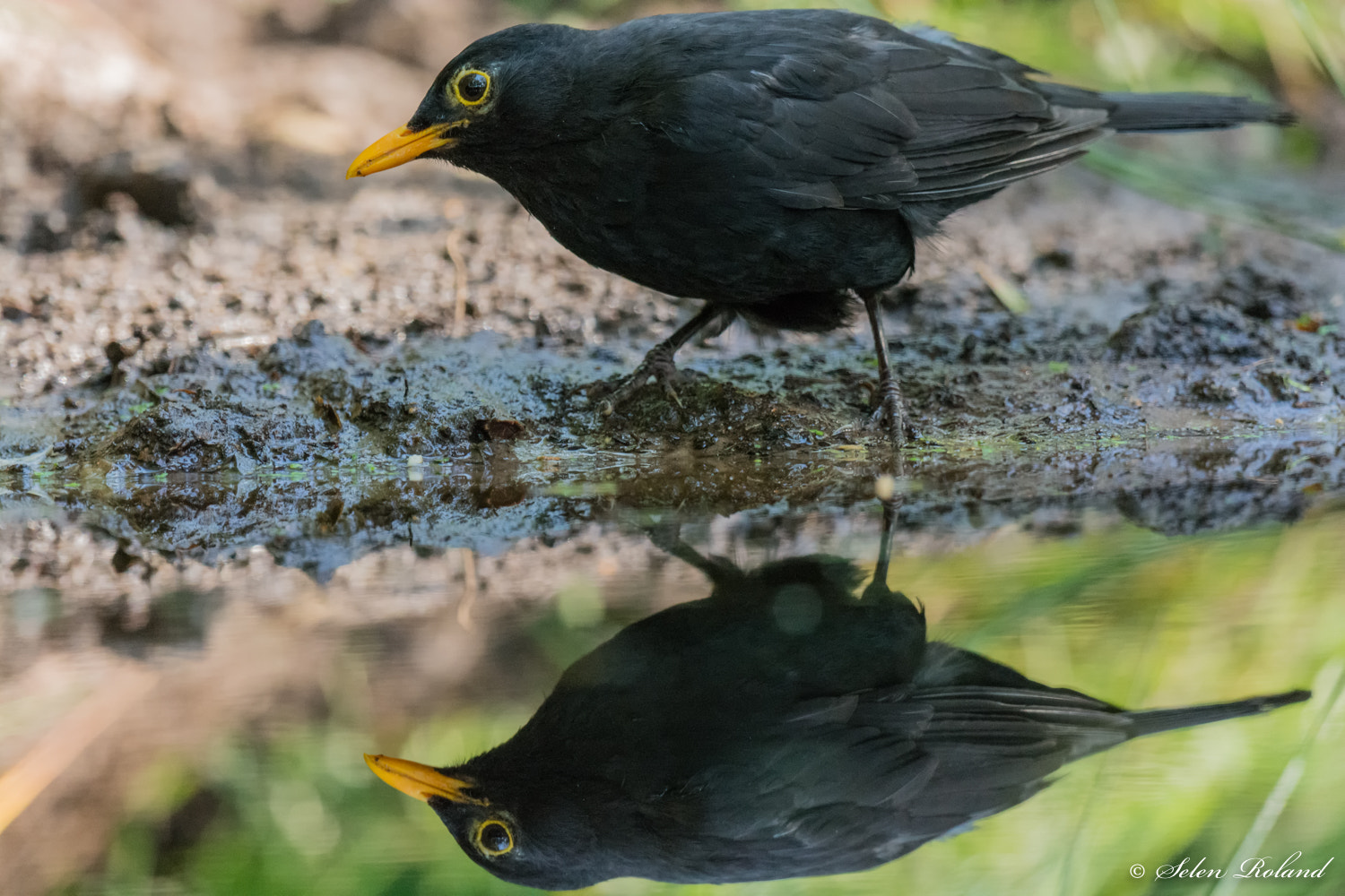 Nikon D7100 + Nikon AF-S Nikkor 500mm F4G ED VR sample photo. Merel - blackbird photography