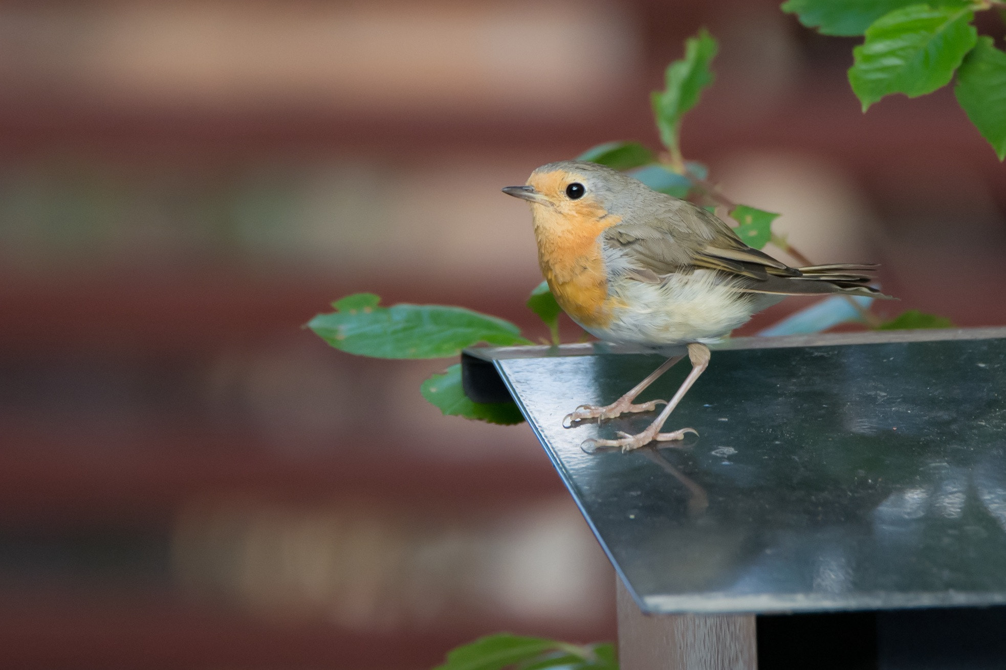 Tamron SP 150-600mm F5-6.3 Di VC USD sample photo. Robin on mailbox photography