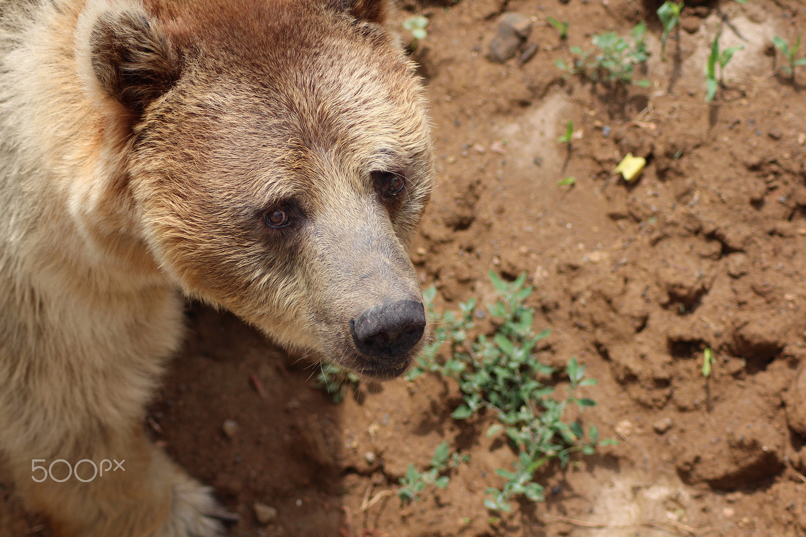 Canon EOS 650D (EOS Rebel T4i / EOS Kiss X6i) sample photo. Bear photography