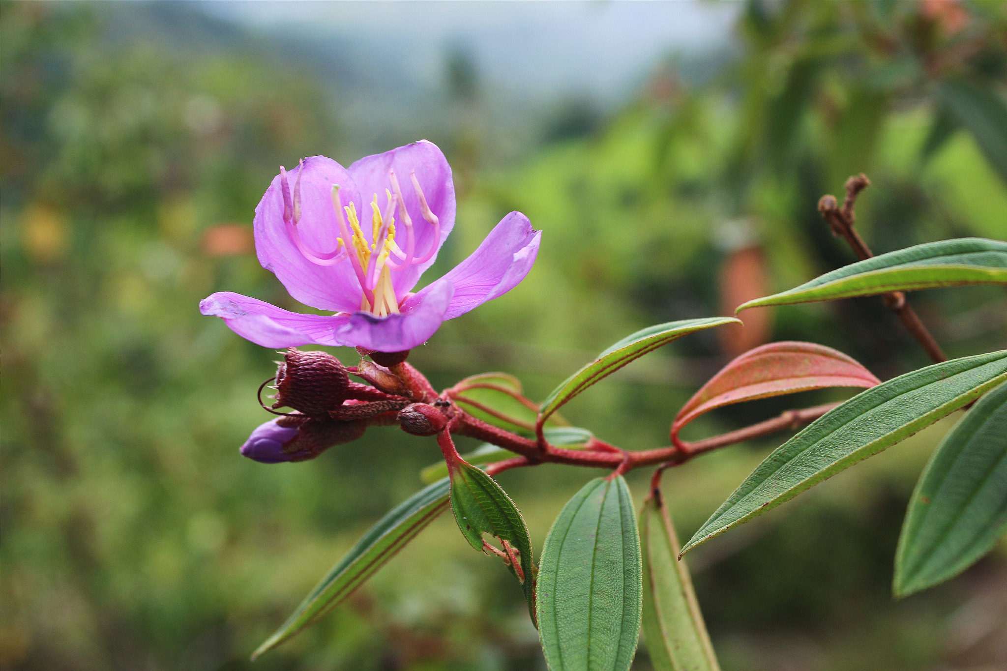 Canon EF 50mm f/1.8 sample photo. Adik2 photography