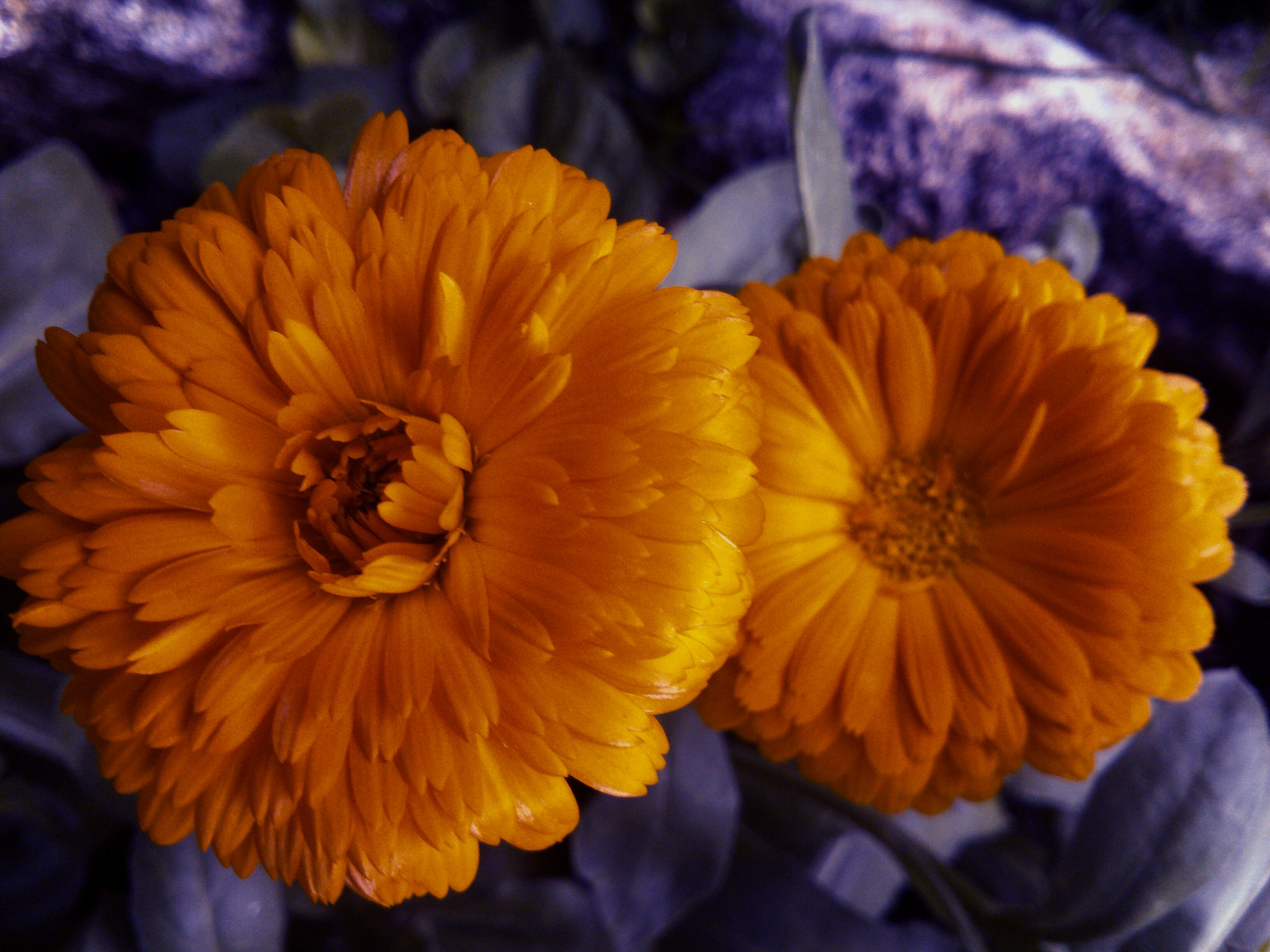 Sony Xperia P sample photo. Color...flores....bello photography