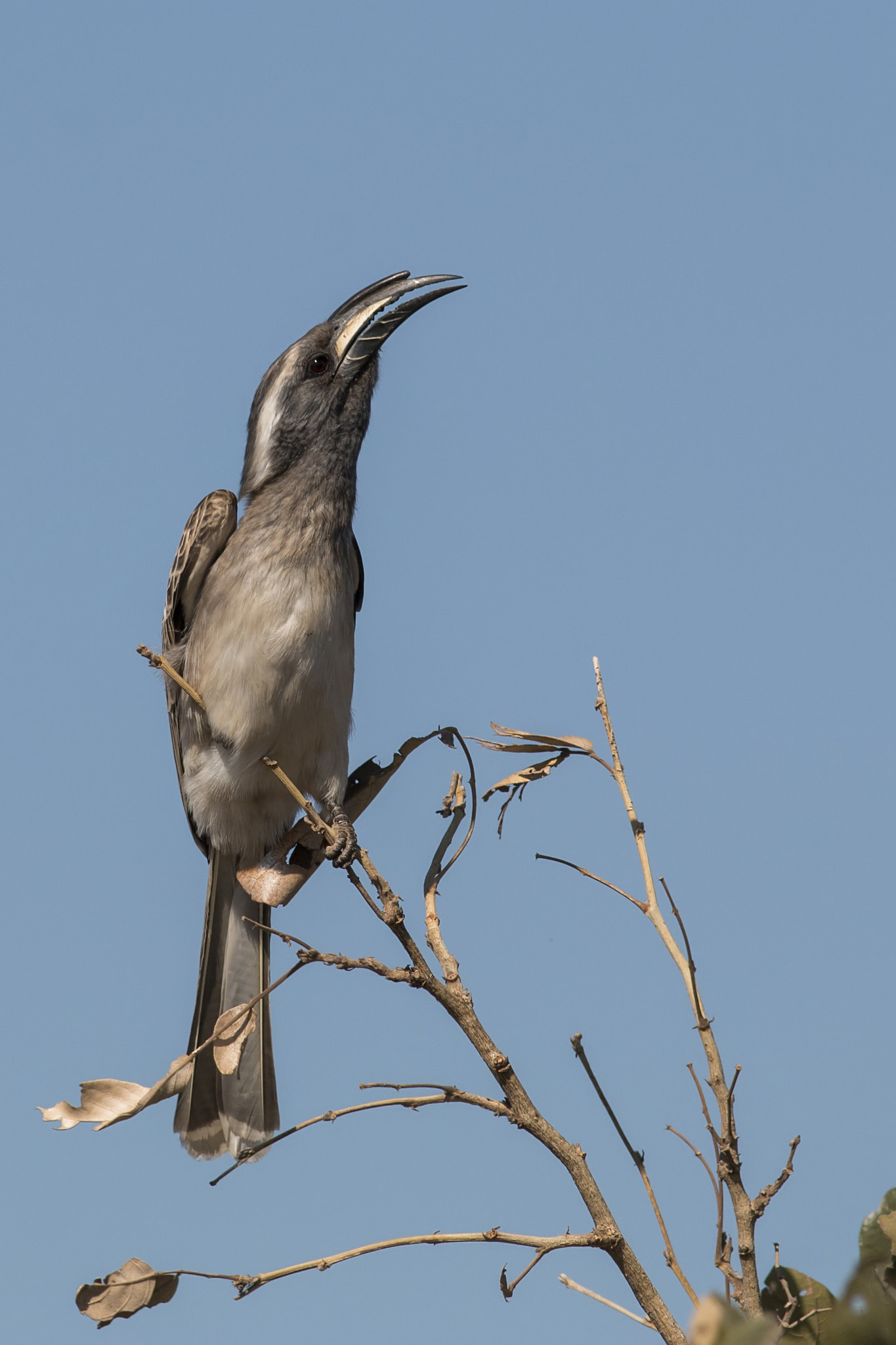 Canon EOS 70D + Canon EF 300mm F4L IS USM sample photo. Calling to mate photography
