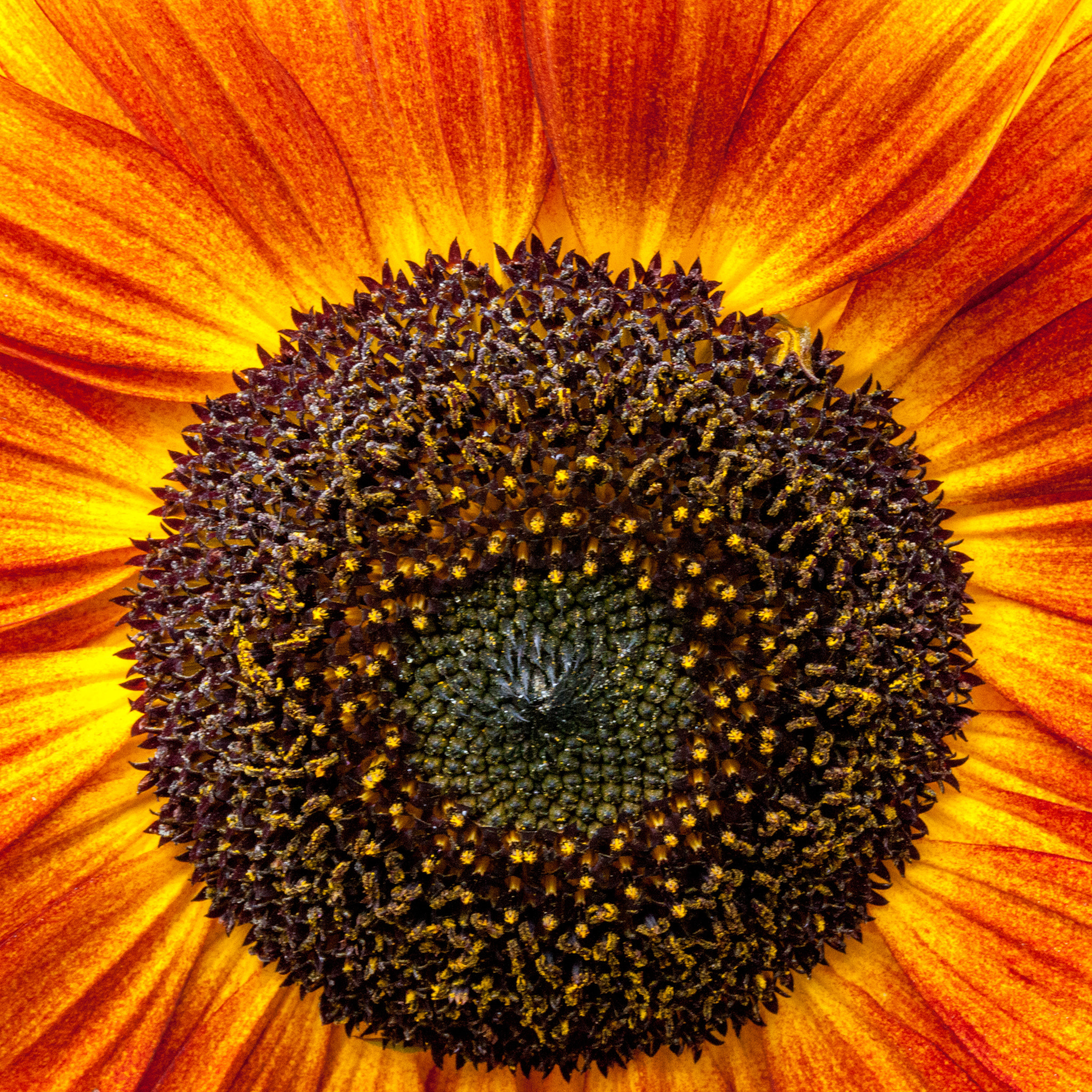 Sigma 105mm F2.8 EX DG OS HSM sample photo. 083/365: sunflower photography