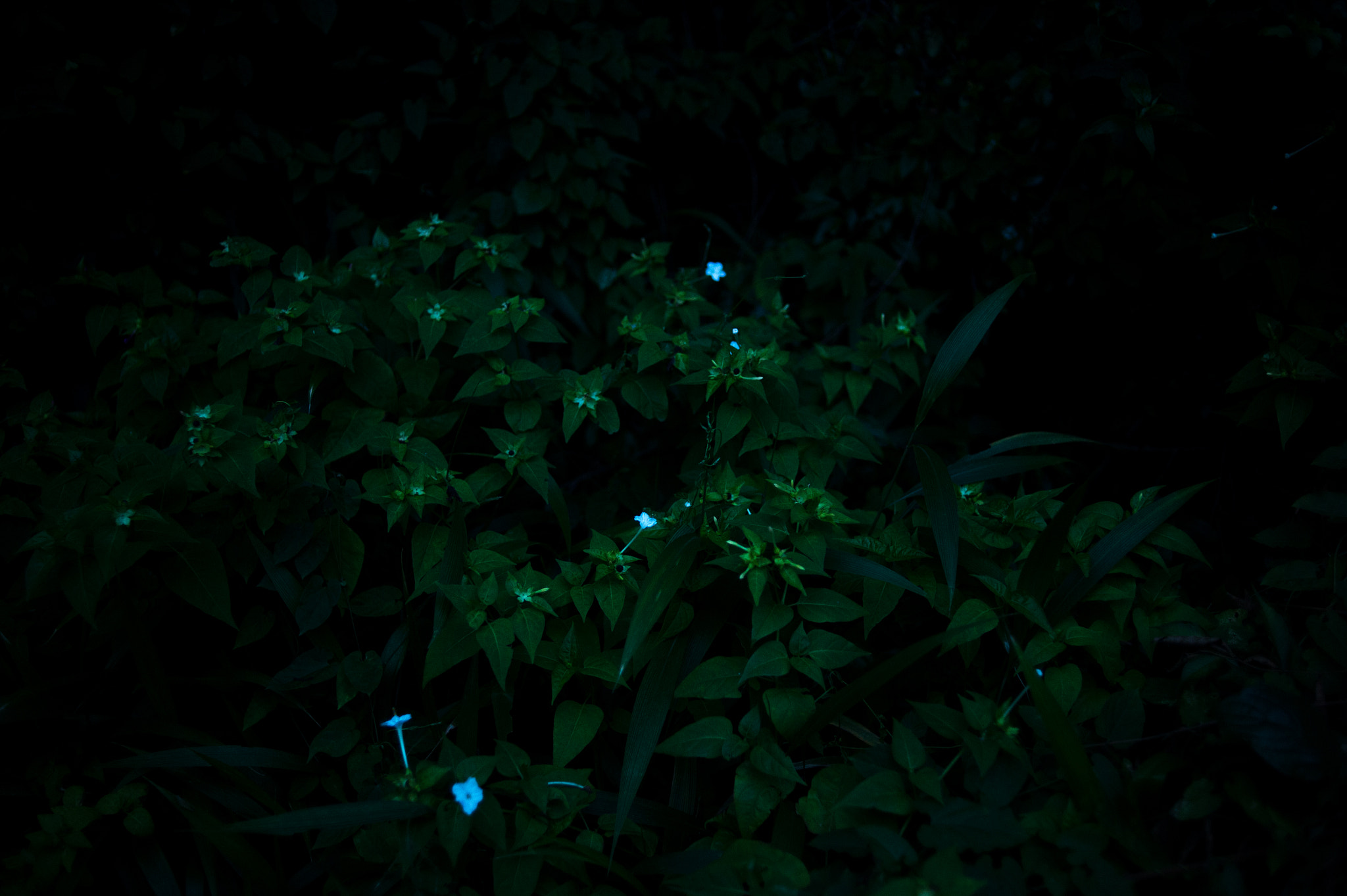 Nikon Df + Nikon AF Nikkor 35mm F2D sample photo. Dsc_7554.jpg photography