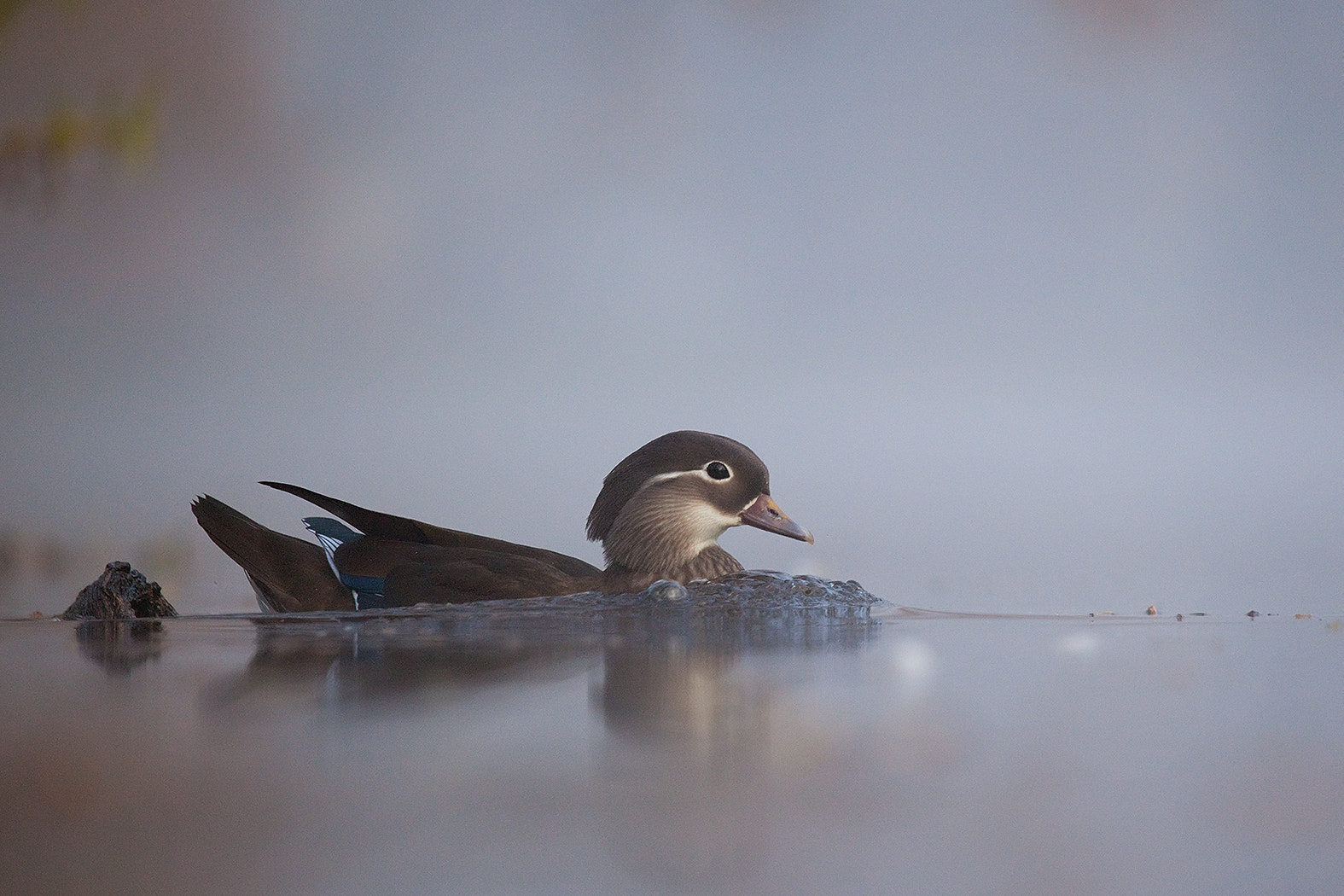 Canon EF 100-400mm F4.5-5.6L IS USM sample photo. Mandarin duck photography