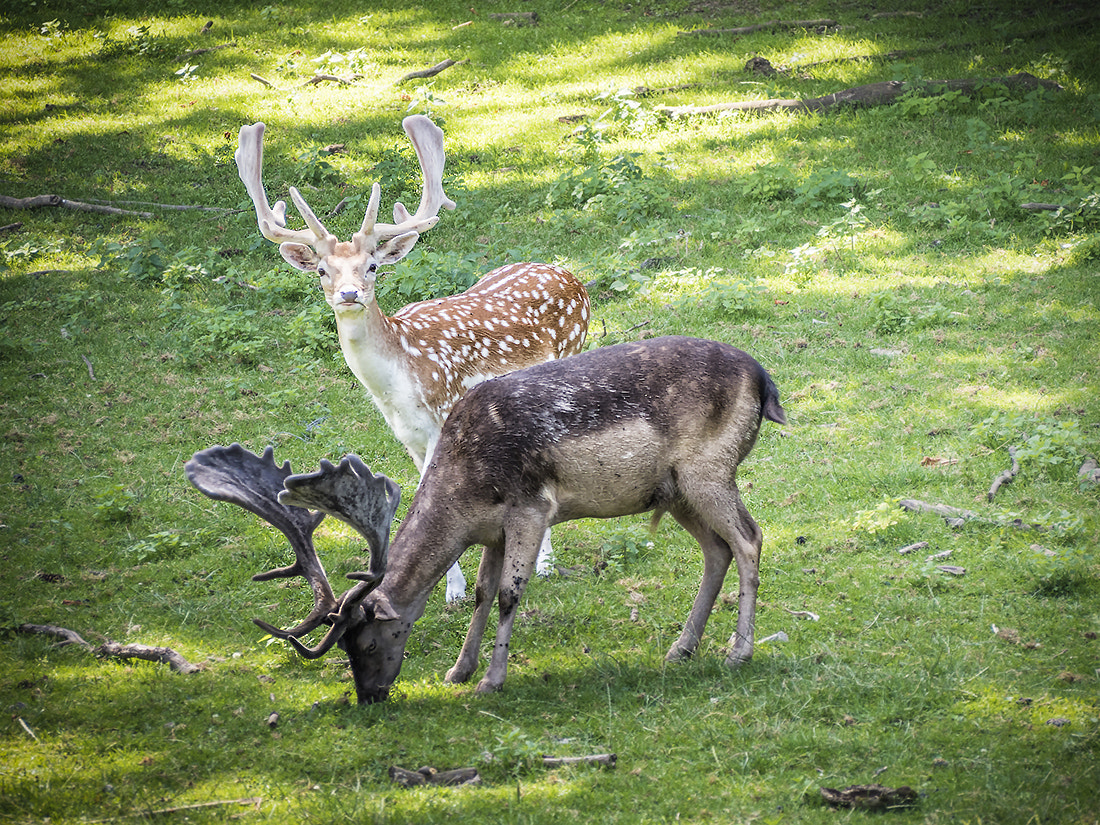 Olympus PEN E-PL7 sample photo. Deer photography