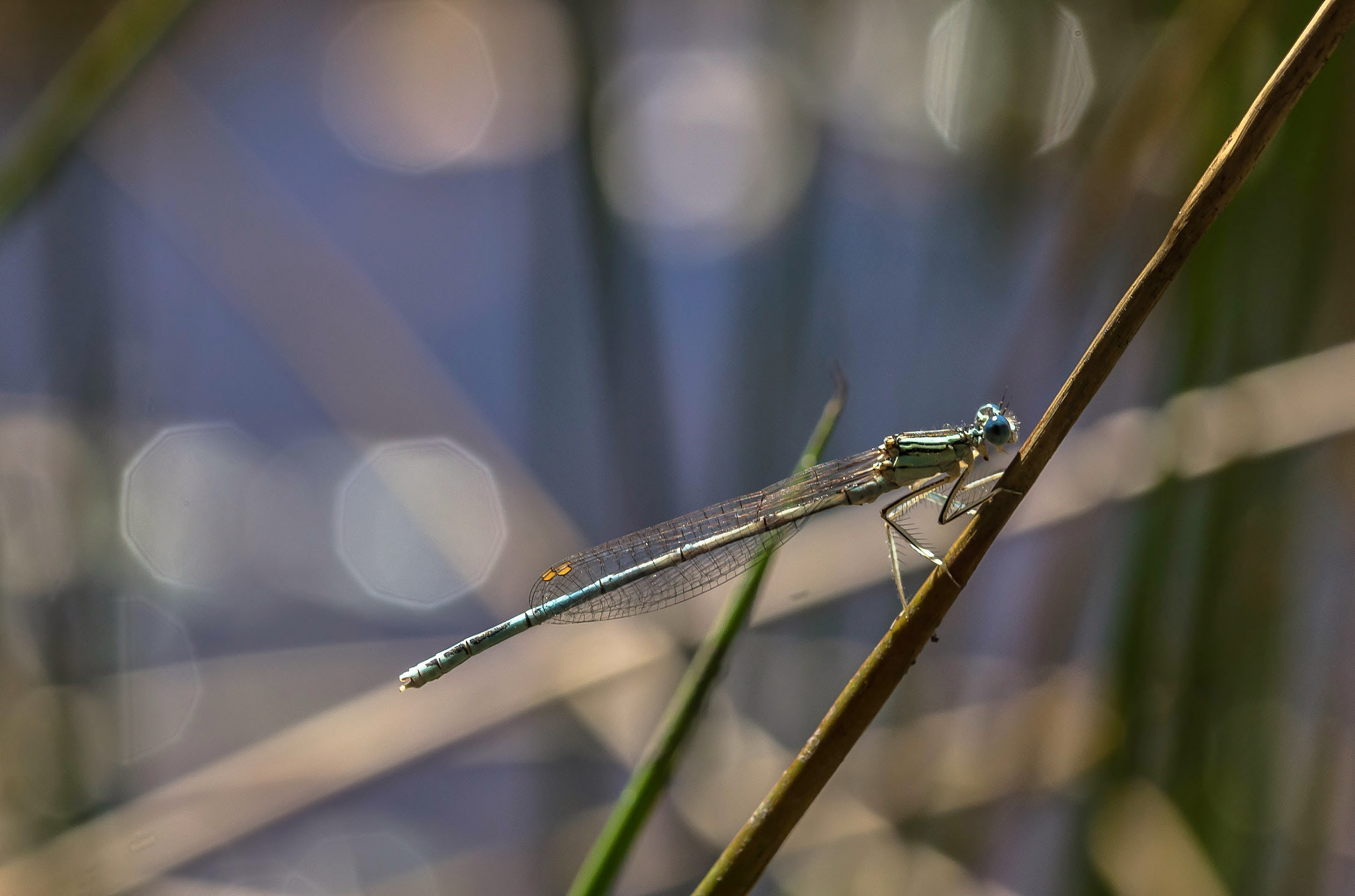 Sigma 105mm F2.8 EX DG OS HSM sample photo. Elègante photography