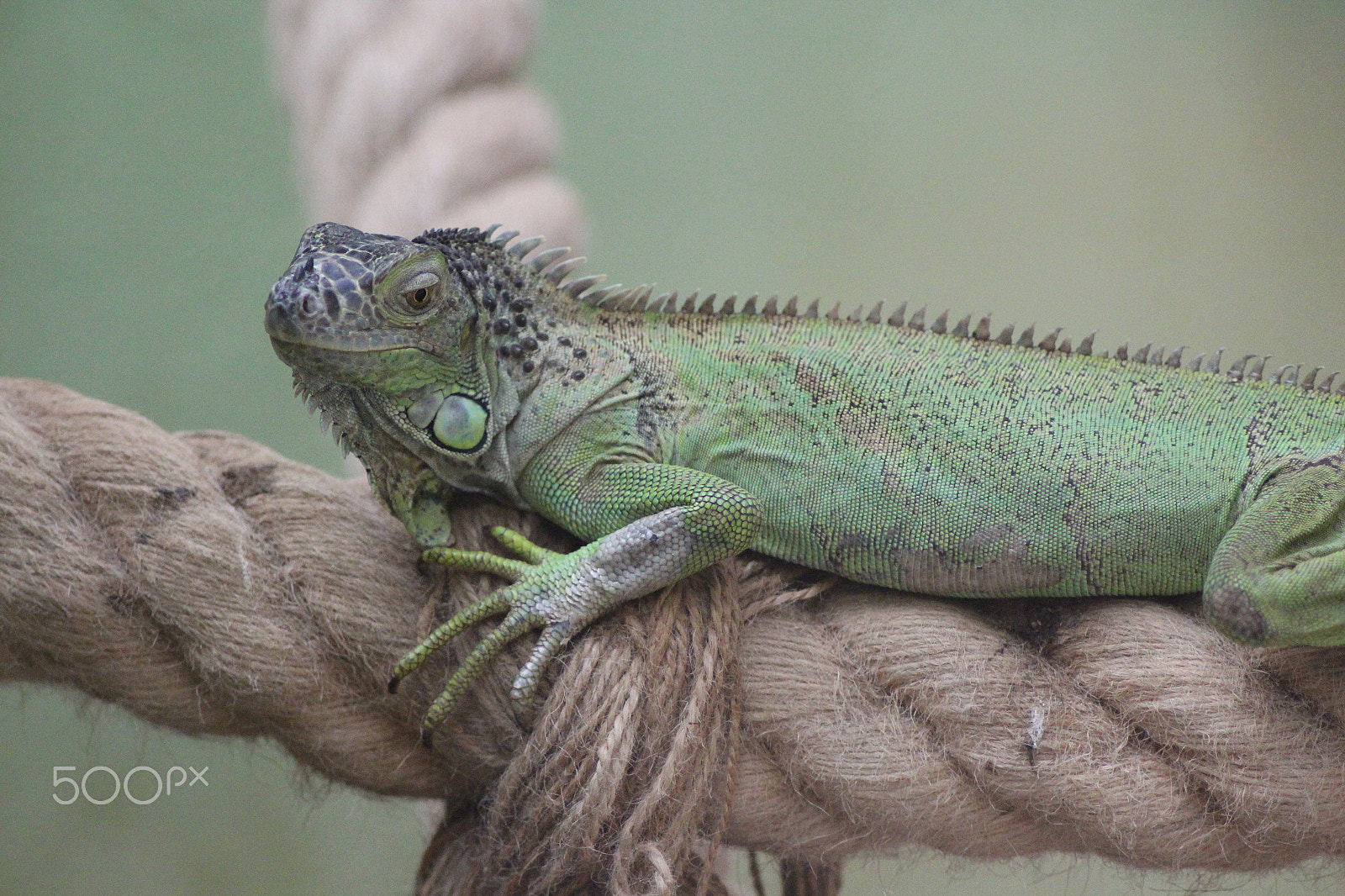 Canon EOS 650D (EOS Rebel T4i / EOS Kiss X6i) sample photo. İguana photography