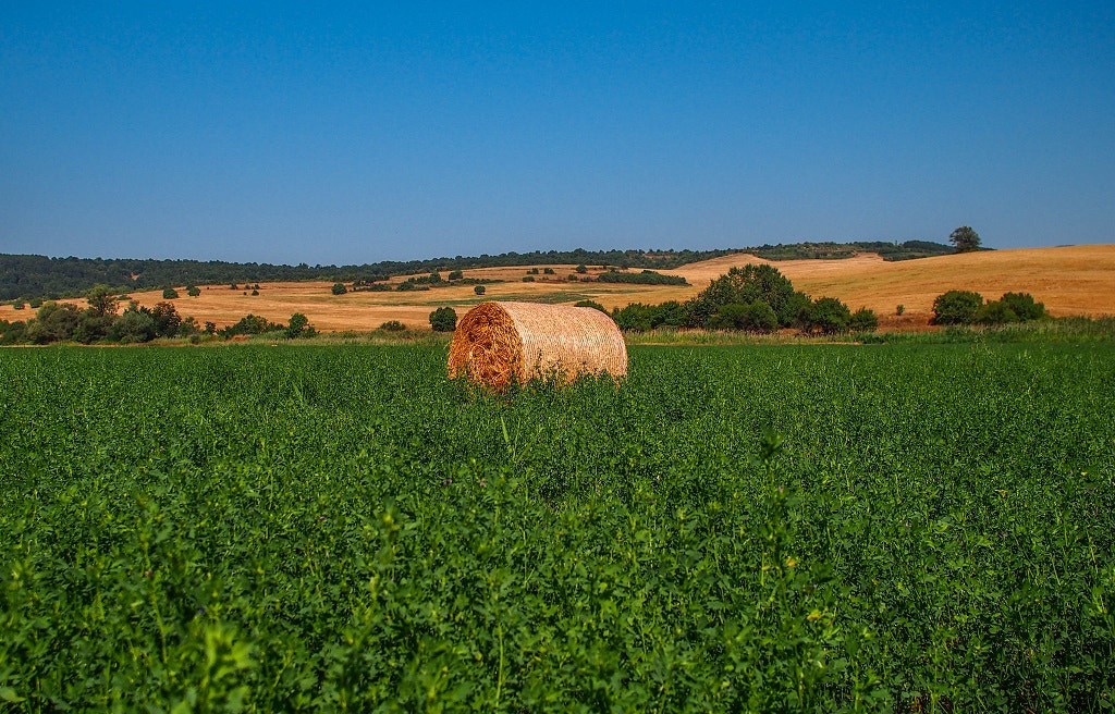 Sigma 19mm F2.8 EX DN sample photo. Olympus digital camera photography