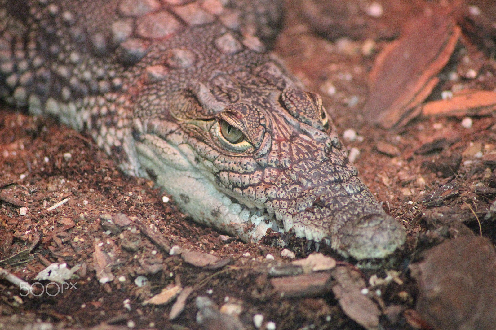 Canon EOS 650D (EOS Rebel T4i / EOS Kiss X6i) sample photo. Crocodile photography