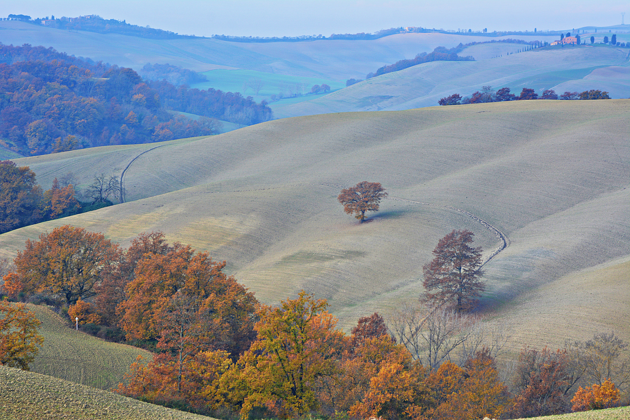 Nikon D7100 + Sigma 24-70mm F2.8 EX DG Macro sample photo. I due alberi in val d'arbia photography
