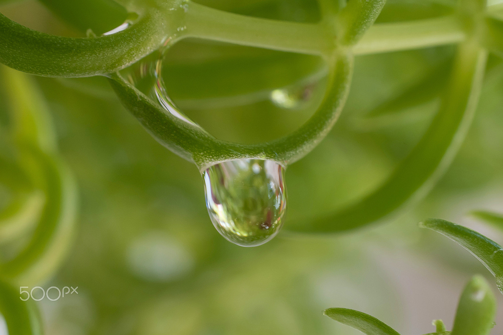 Nikon D5500 + Sigma 50mm F2.8 EX DG Macro sample photo. Water drop photography