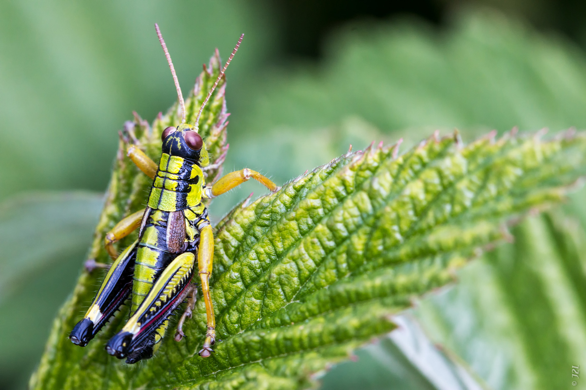 Animaux - Orthoptère - Podisma alpina
