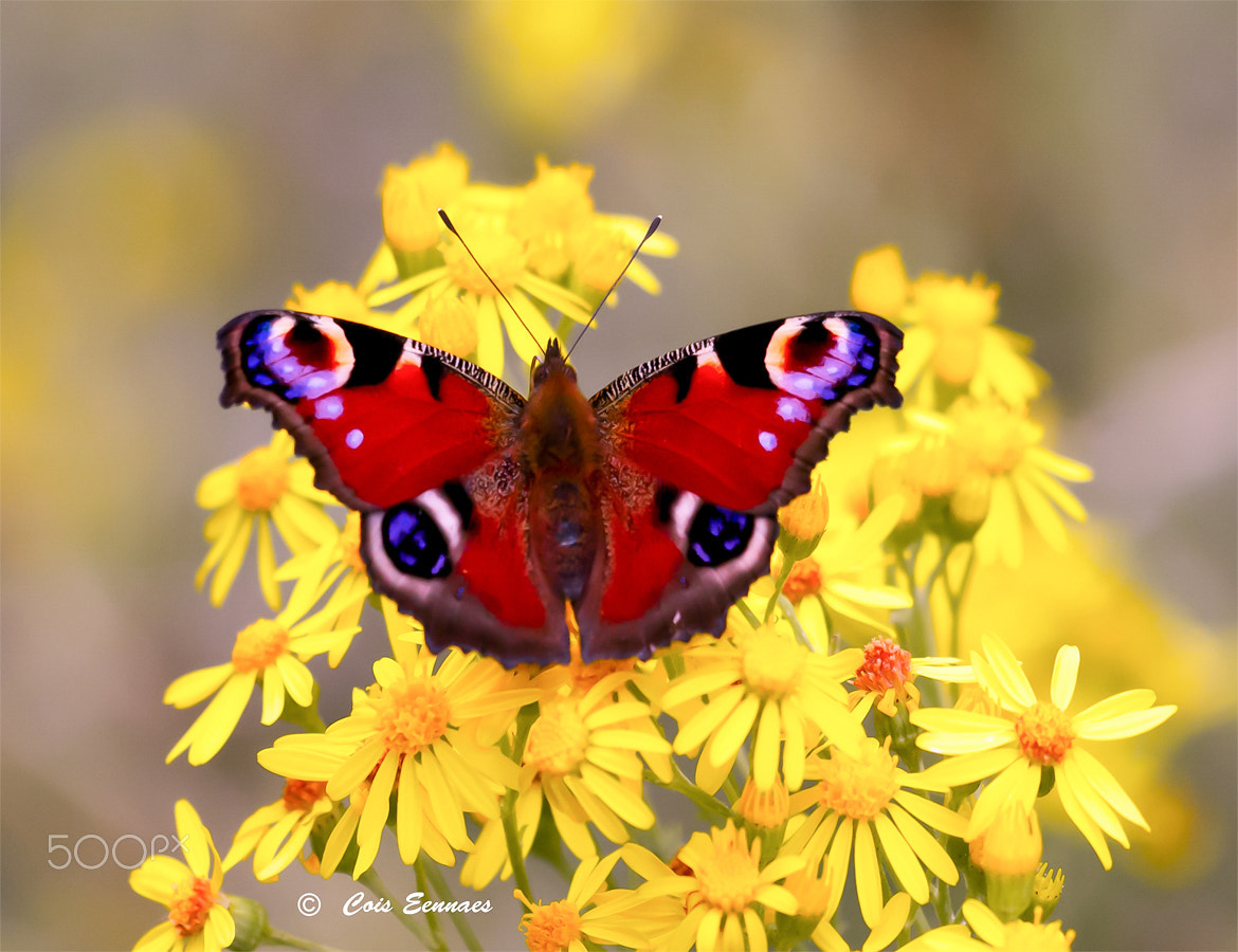 Sigma 150mm F2.8 EX DG Macro HSM sample photo. Dagpauwoog photography