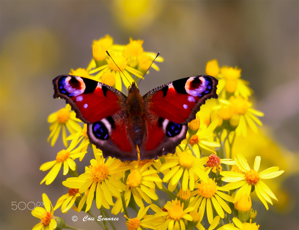 Sigma 150mm F2.8 EX DG Macro HSM sample photo. Dagpauwoog photography
