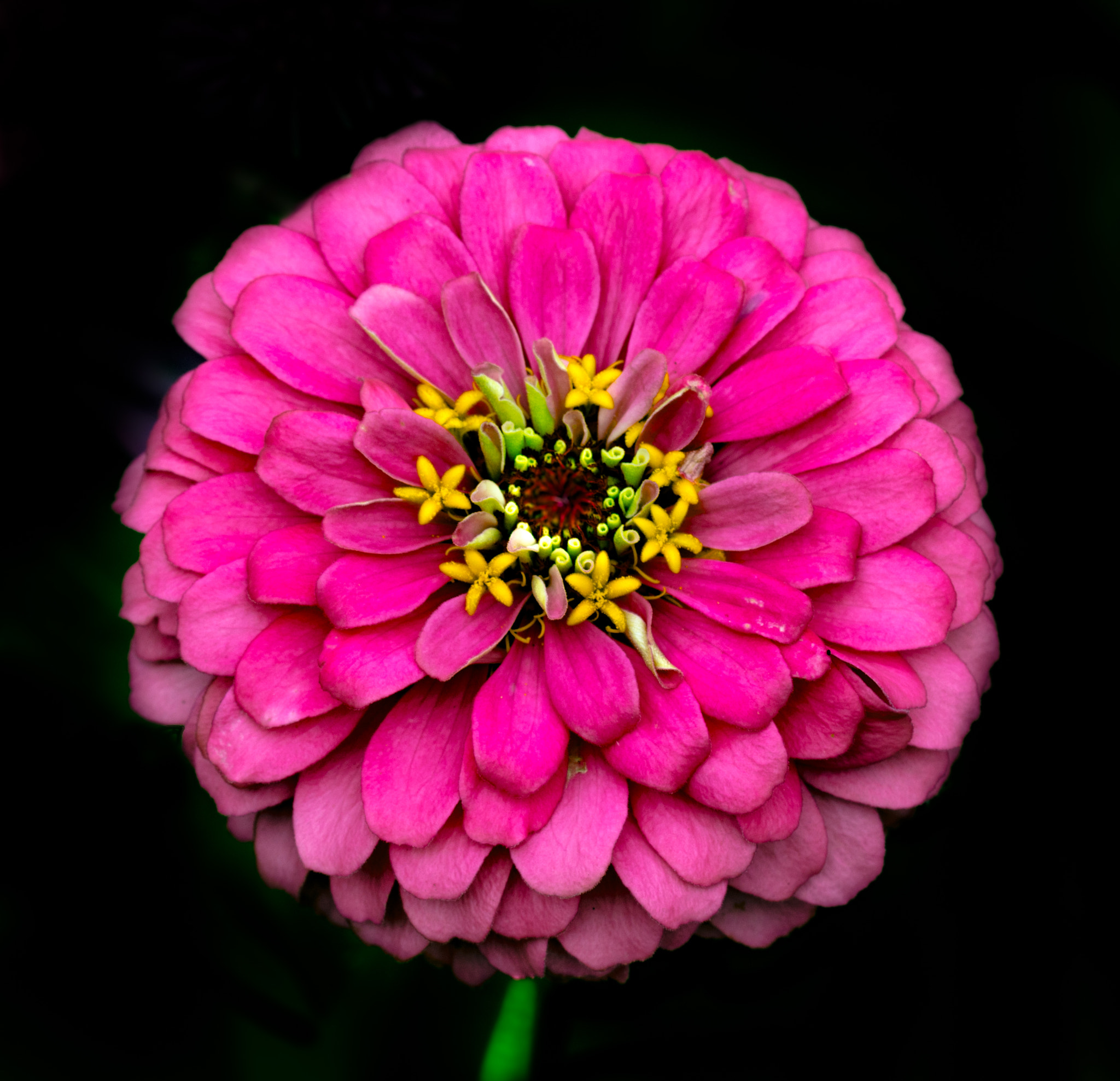 Sigma 150mm F2.8 EX DG OS Macro HSM sample photo. Pink and personality photography