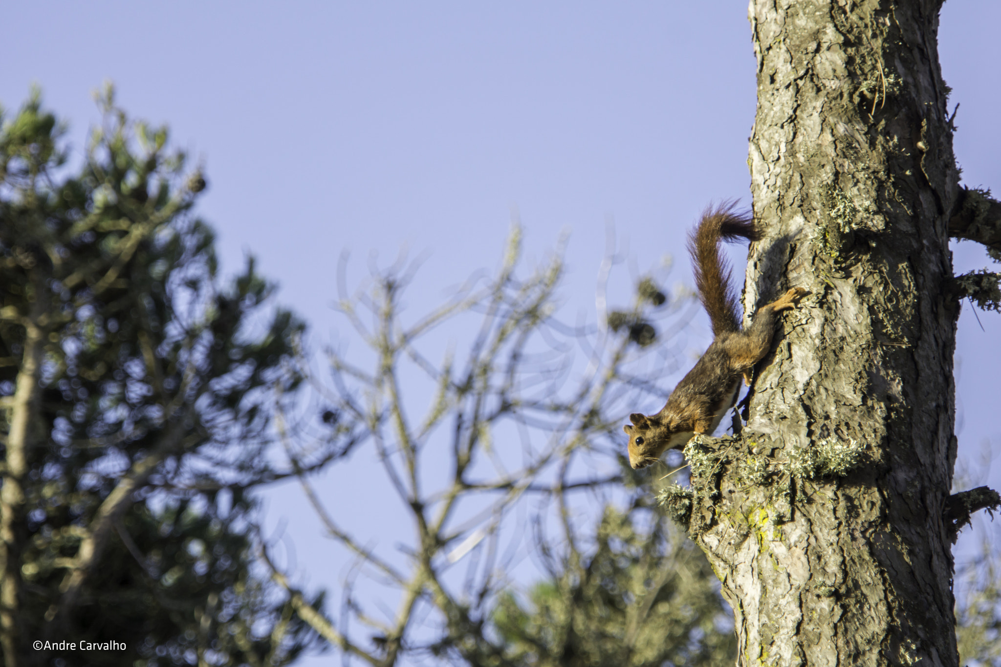 24-240mm F3.5-6.3 OSS sample photo. Can i come down? photography