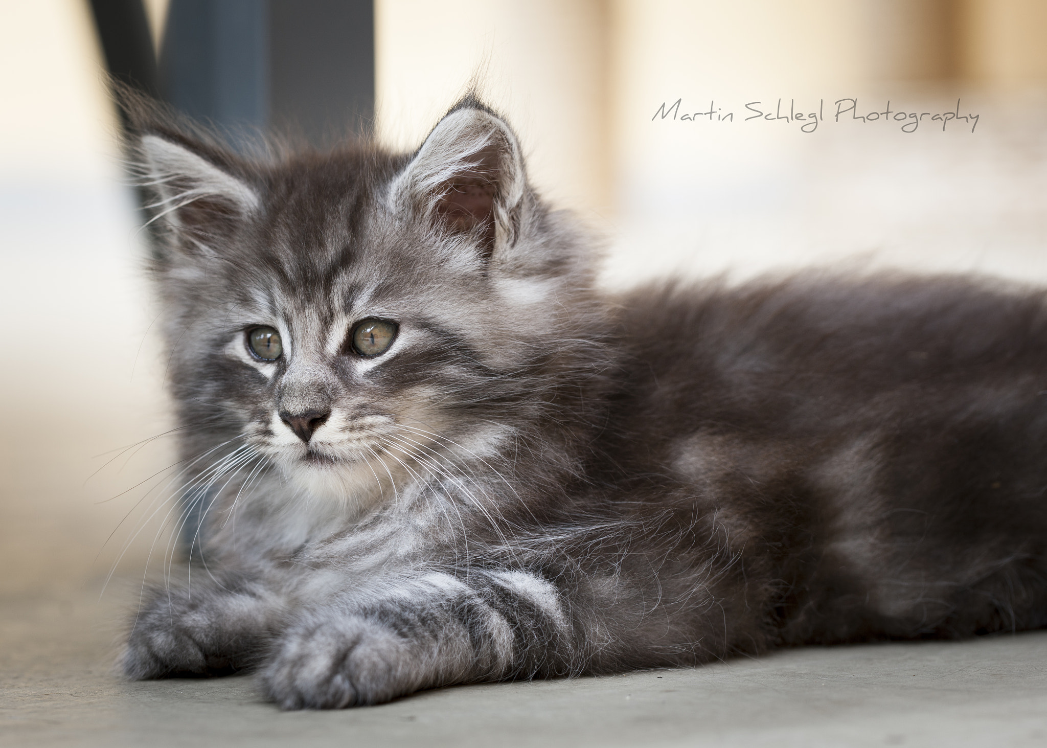 Canon EOS-1Ds Mark III sample photo. <3 2 photography