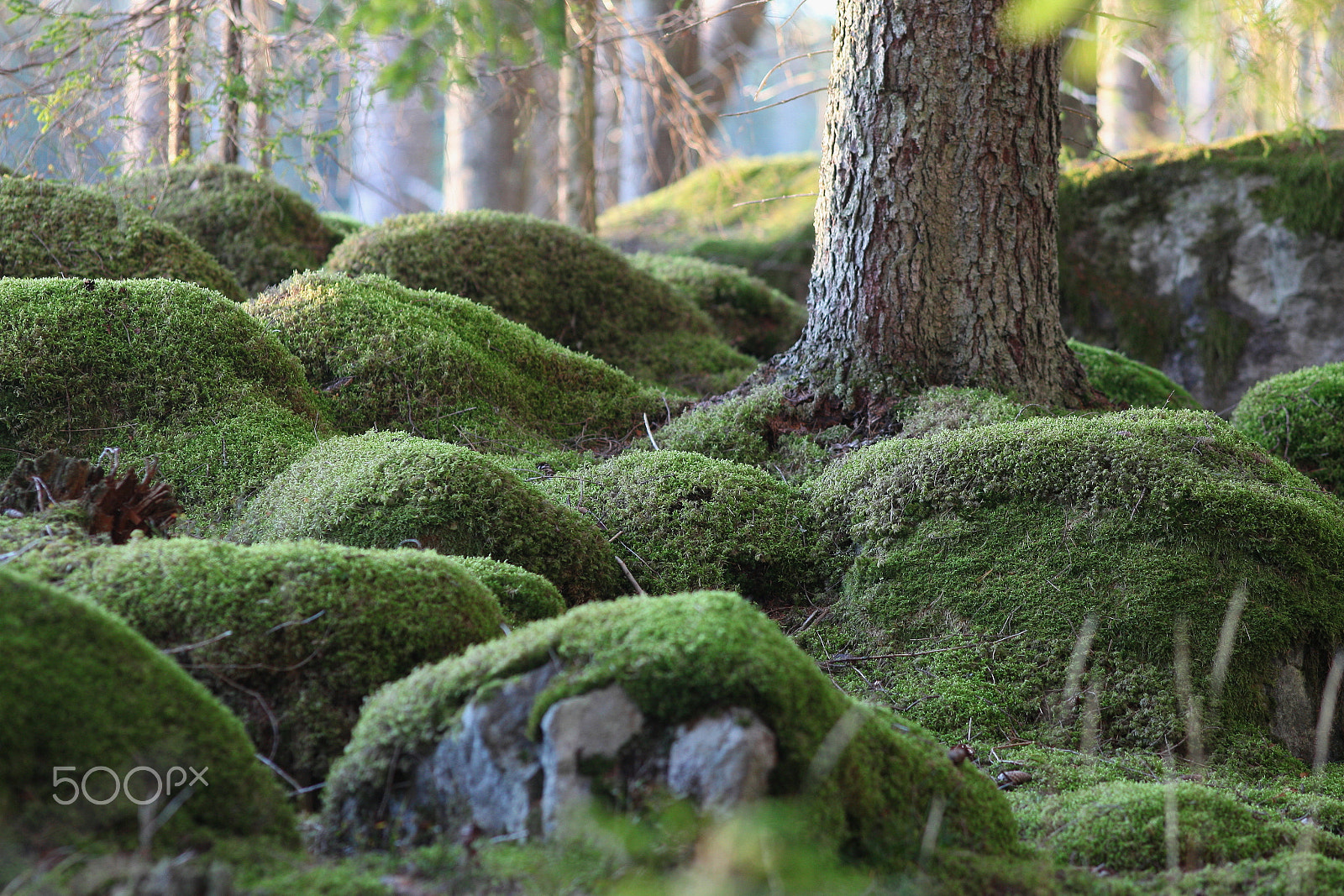 Canon EF200mm f/2.8L USM sample photo. In the forest photography