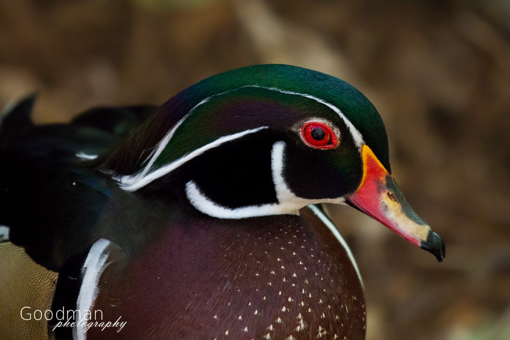 Canon EOS 700D (EOS Rebel T5i / EOS Kiss X7i) + Canon EF 100-400mm F4.5-5.6L IS II USM sample photo. Wood duck photography
