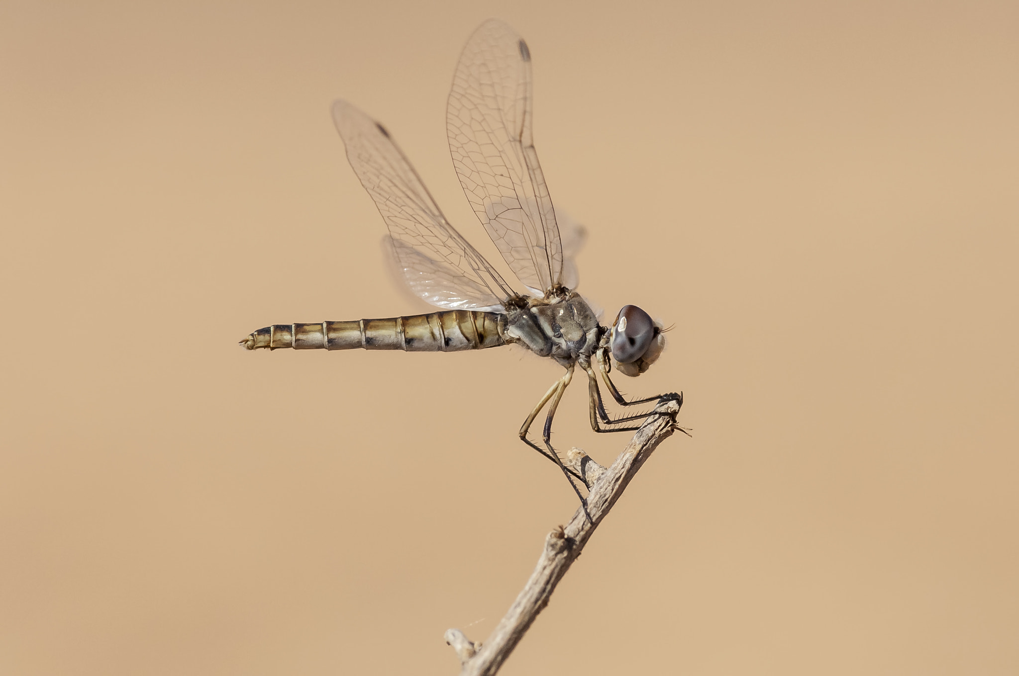 Nikon D2Xs + Nikon AF-S Nikkor 300mm F4D ED-IF sample photo. ♀ selysiothemis nigra photography